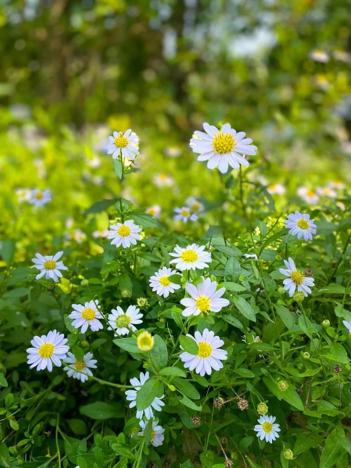 Garden in Rakmak Kan Resort & Cafe