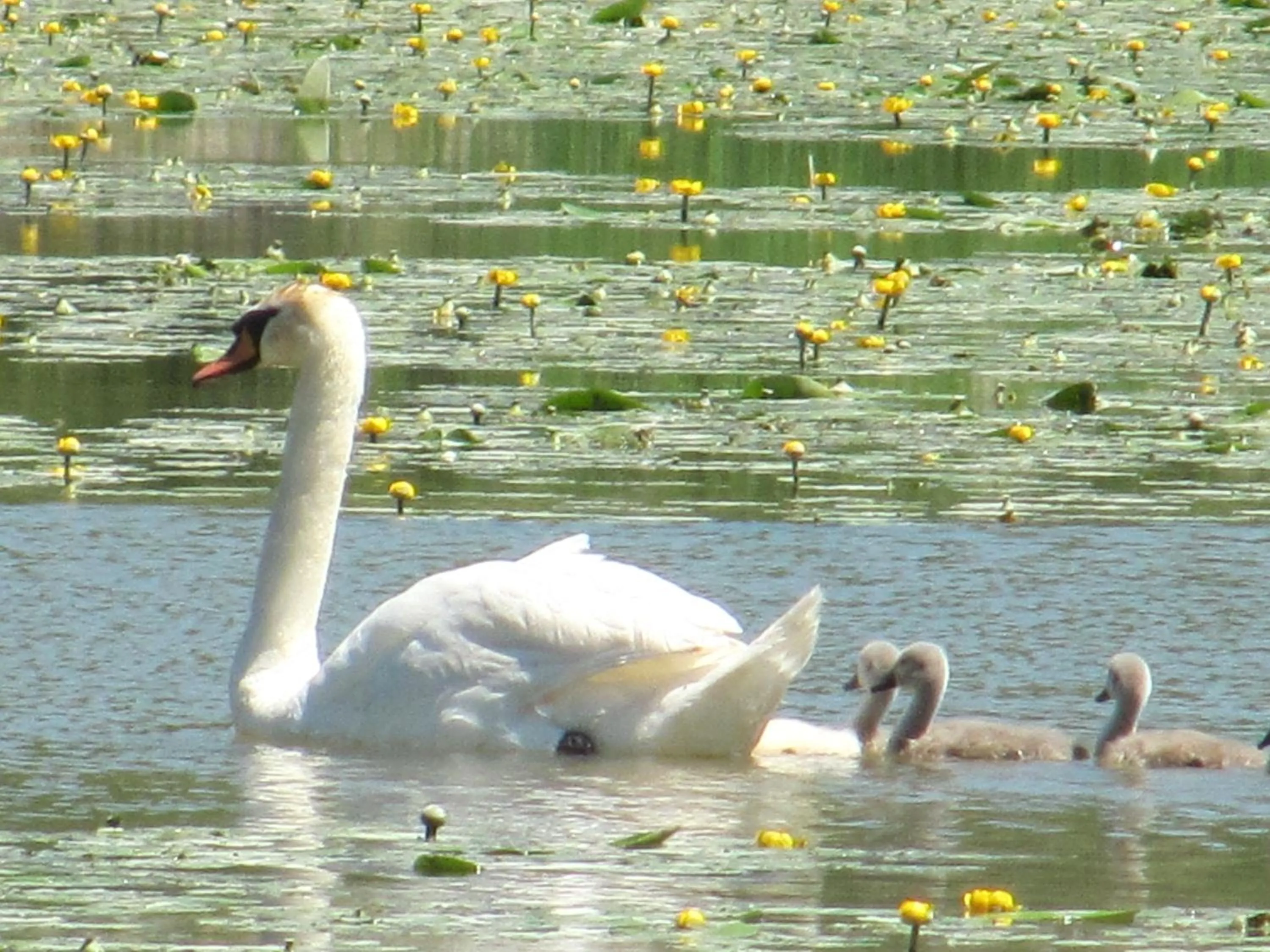 Animals in Zagreb Camp Bungalows