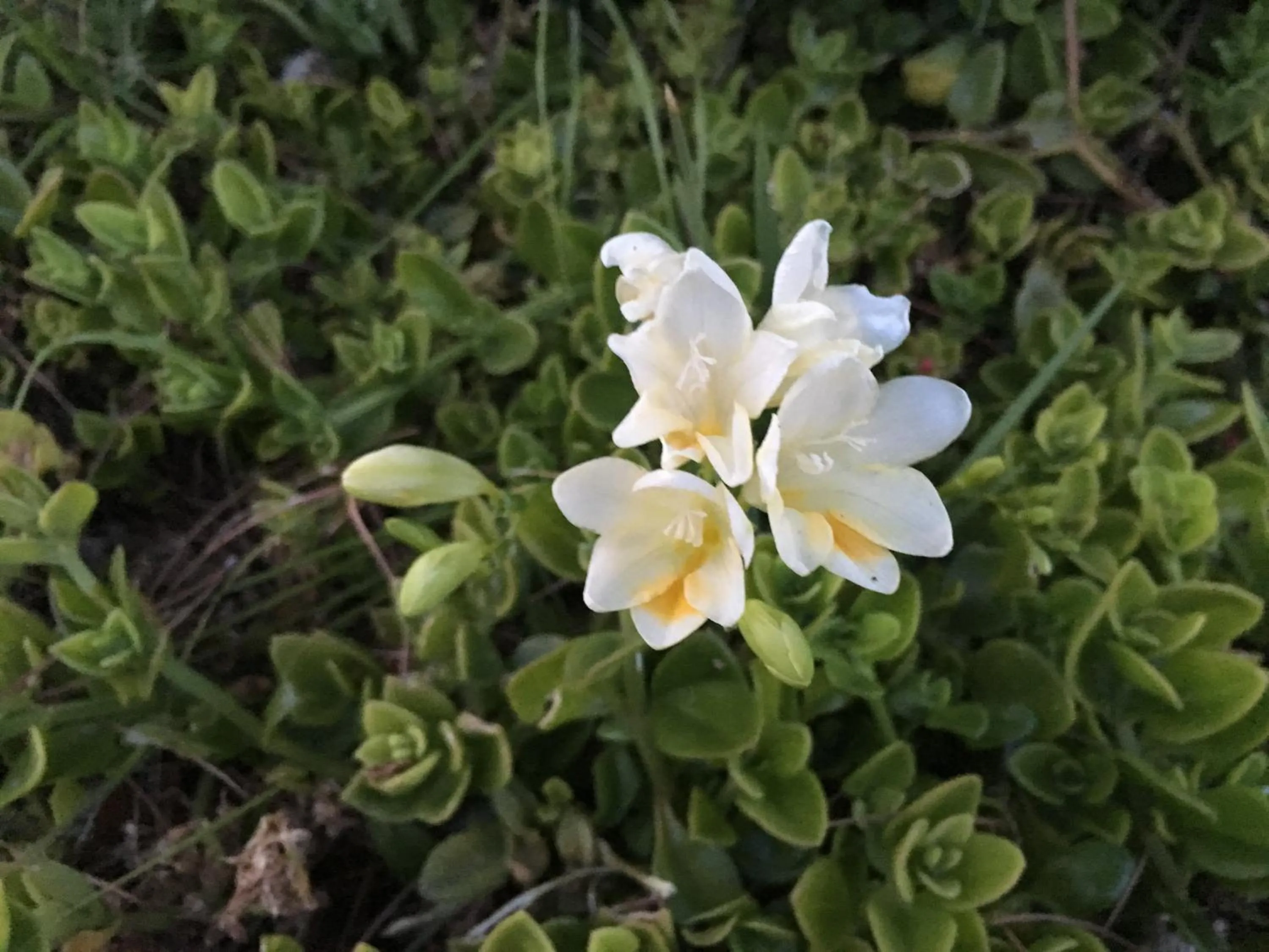 Natural landscape in Sovalye Hotel
