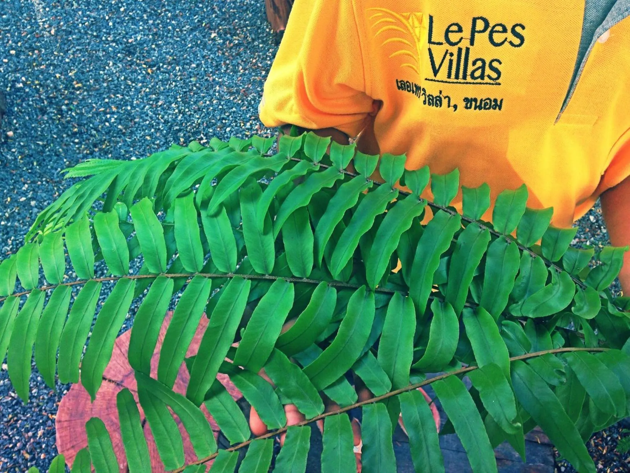 Other in Le Pes Villas