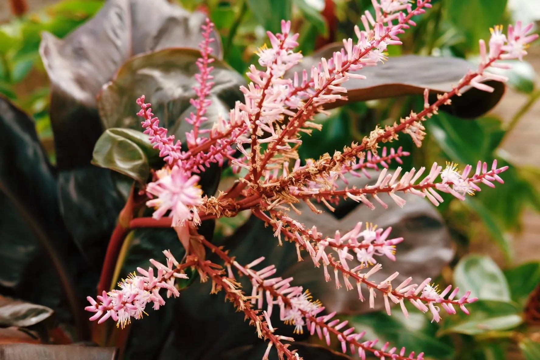 Garden in Le Pes Villas