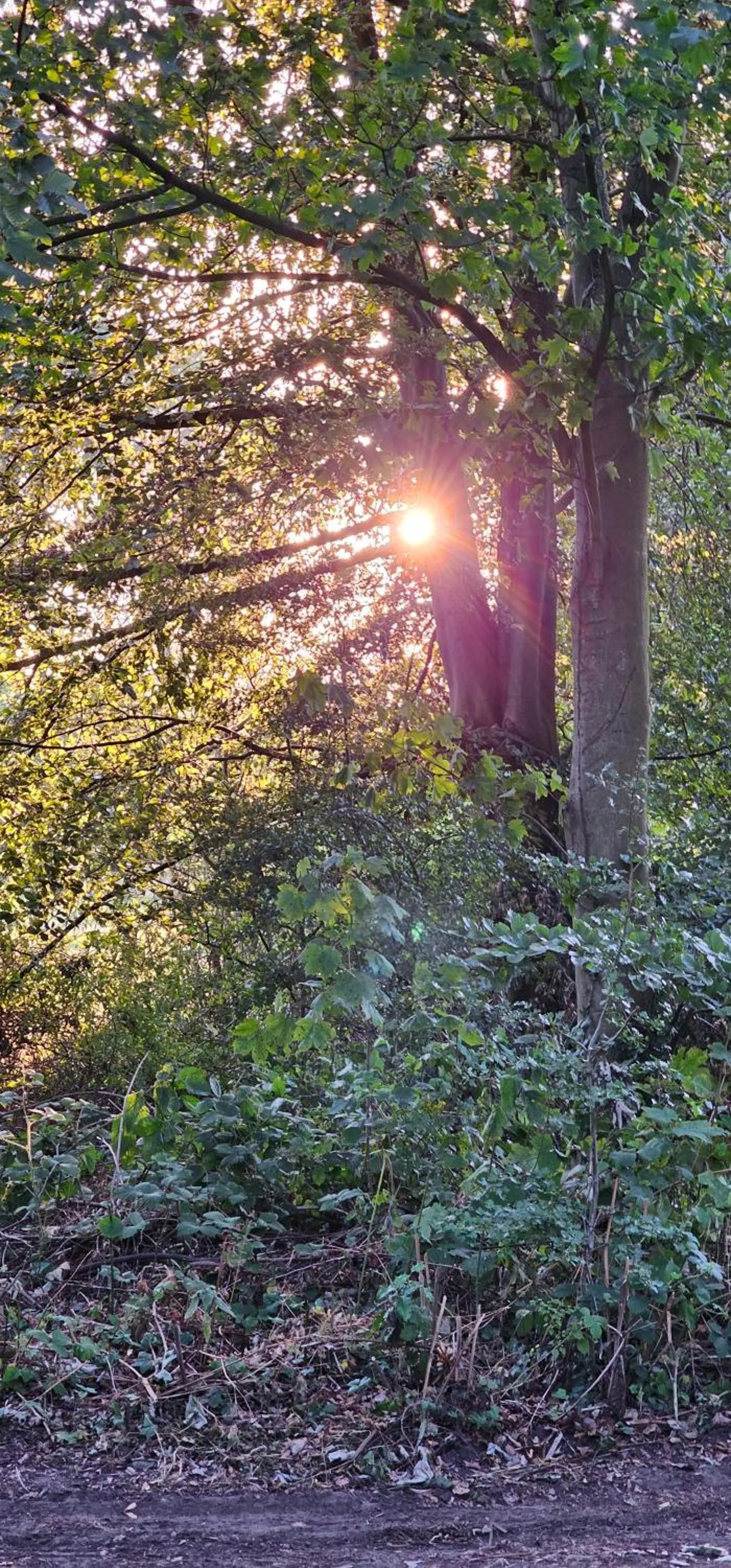 Natural landscape in Hotel Heemskerk