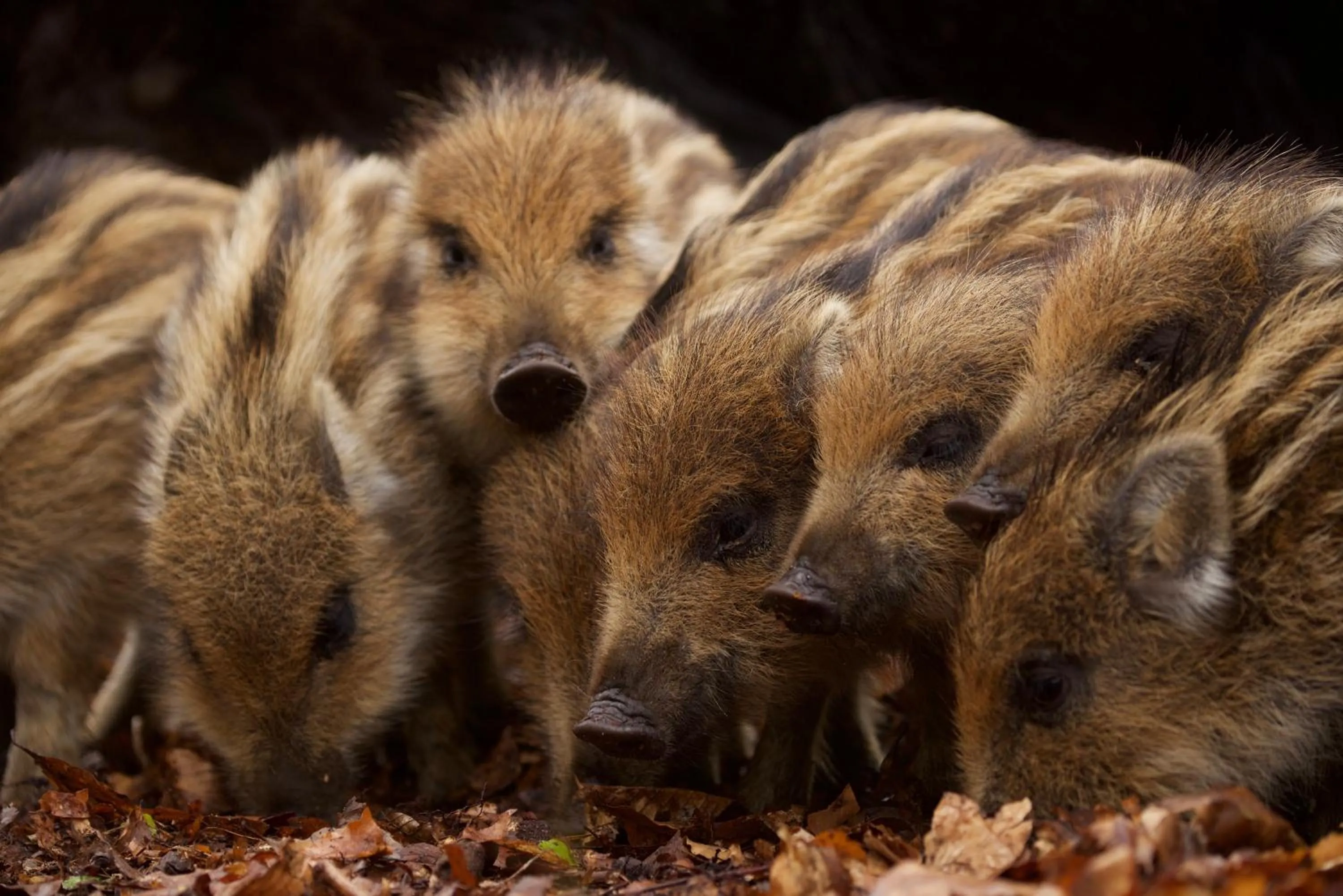 Area and facilities in Kruller - Hotel B&B