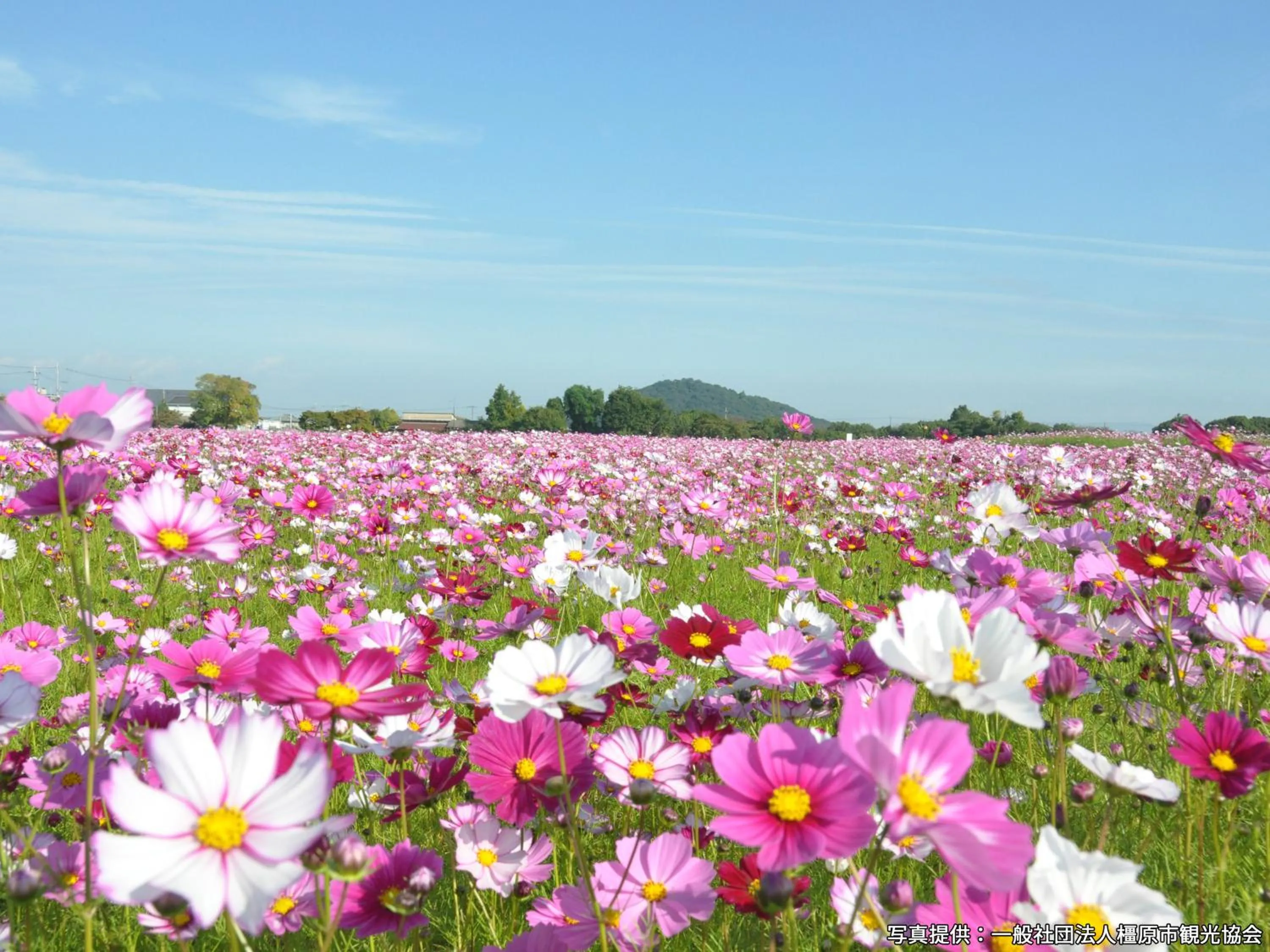 Nearby landmark in Grand Mercure Nara Kashihara
