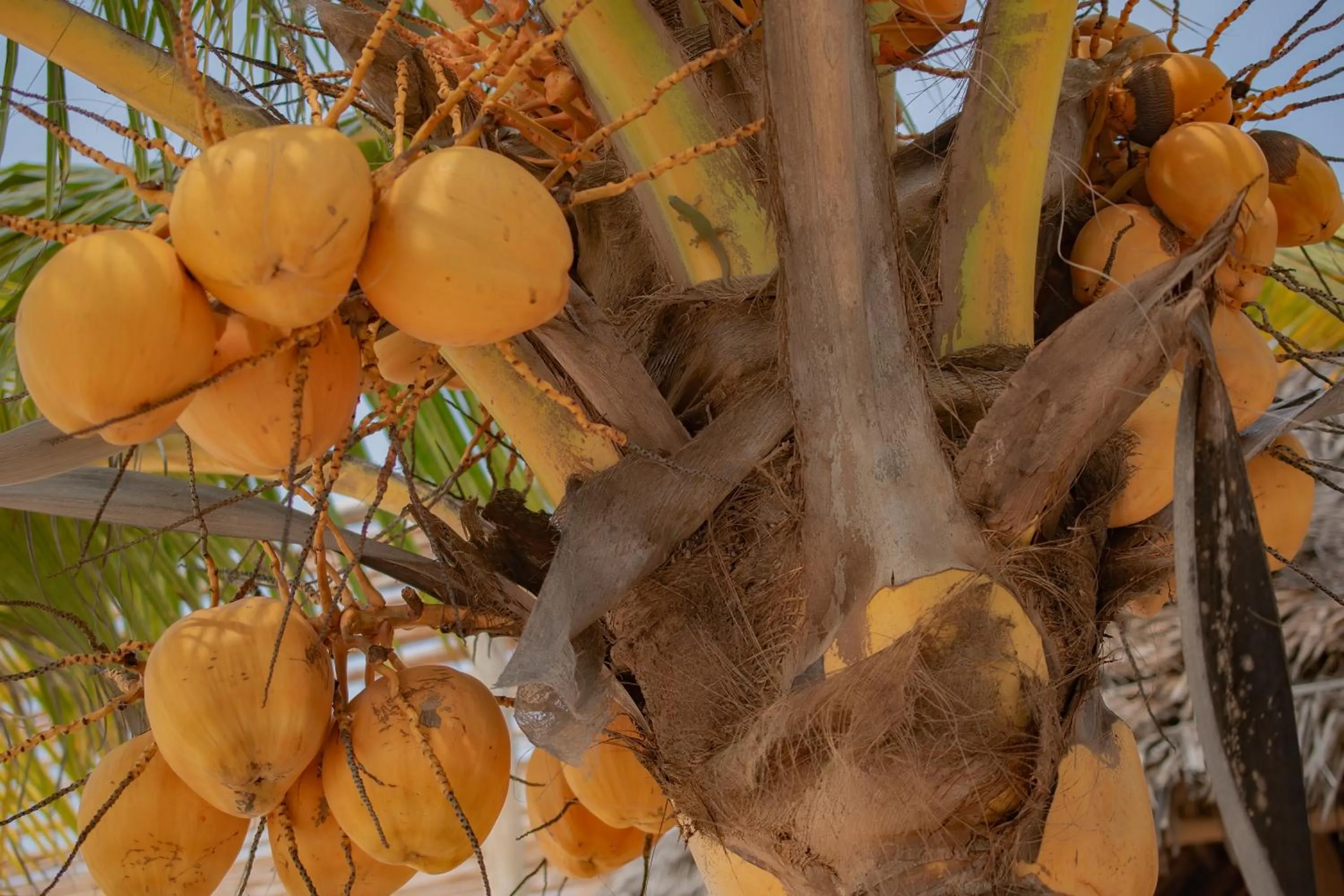 HA Beach Hotel Zanzibar