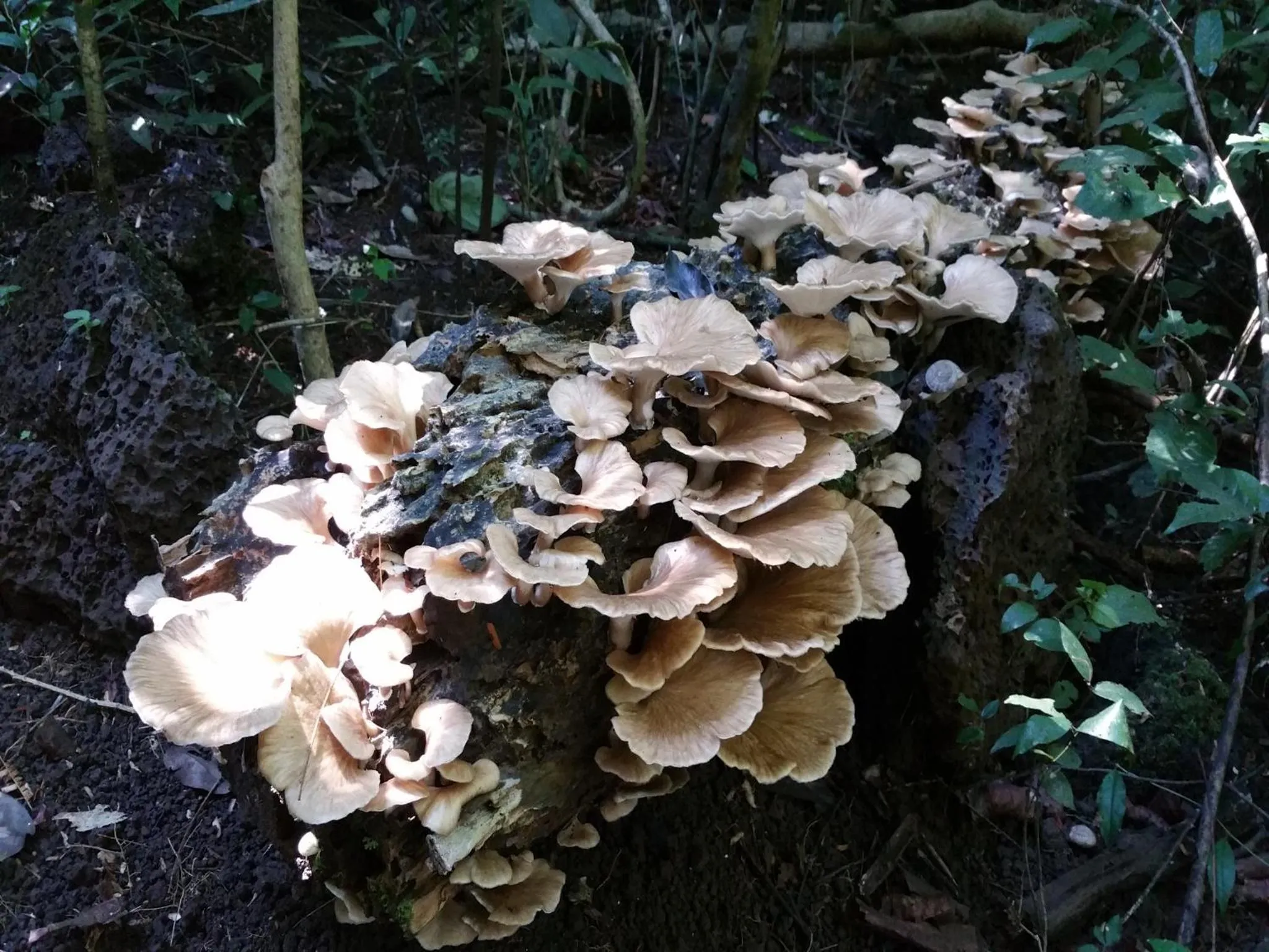 Off site in Cat Tien Jungle Lodge