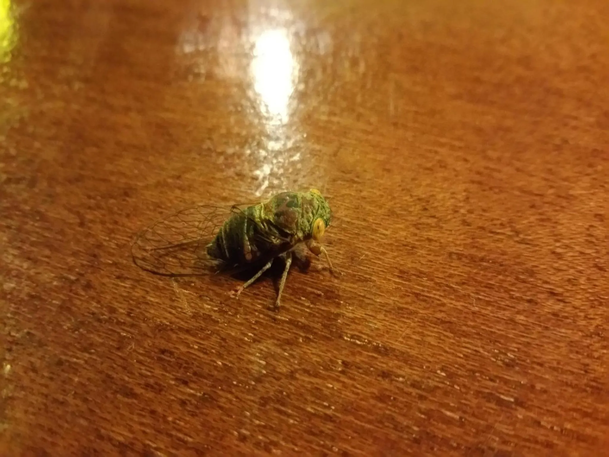 Other in Cat Tien Jungle Lodge