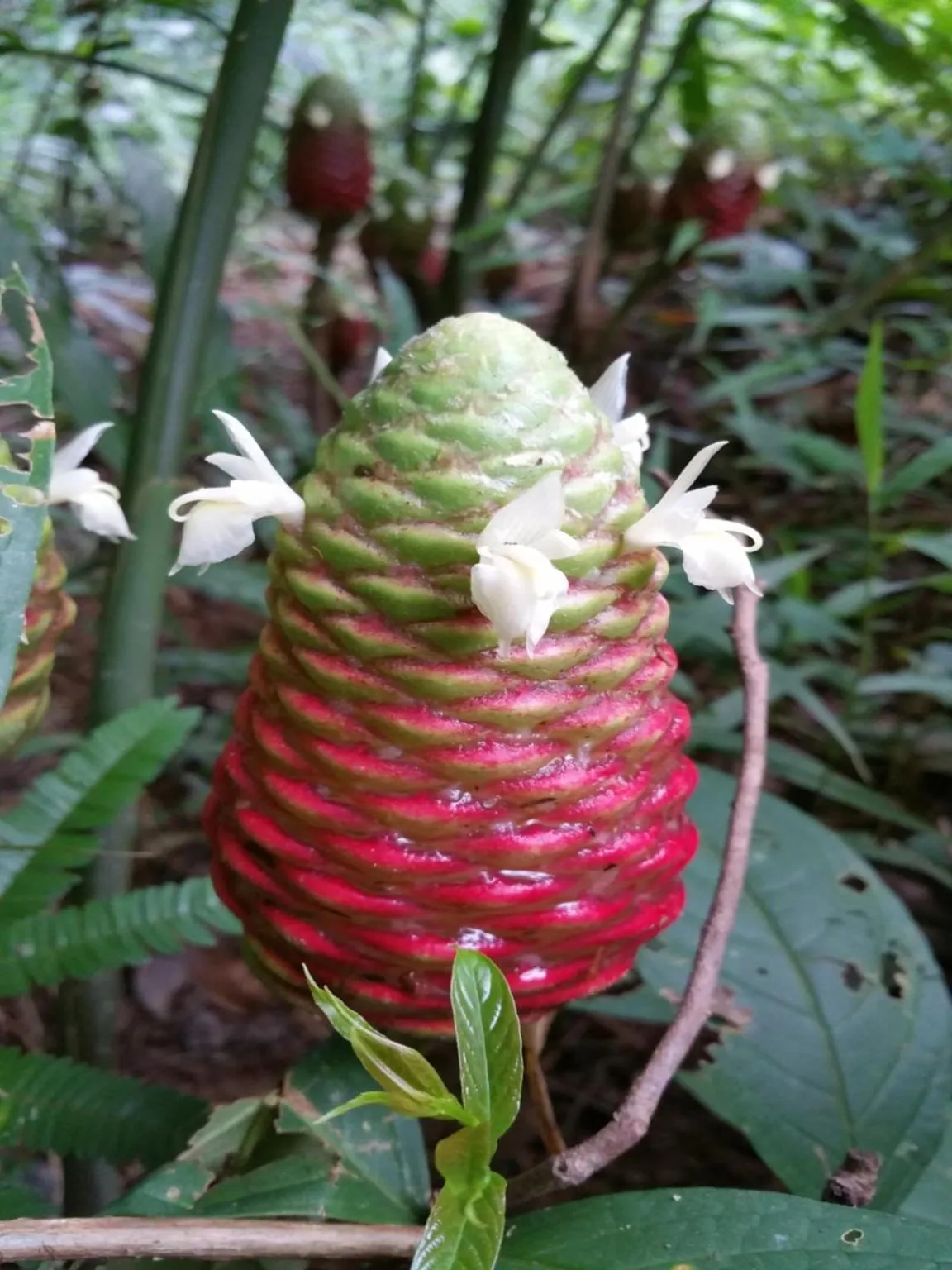 Natural landscape in Cat Tien Jungle Lodge
