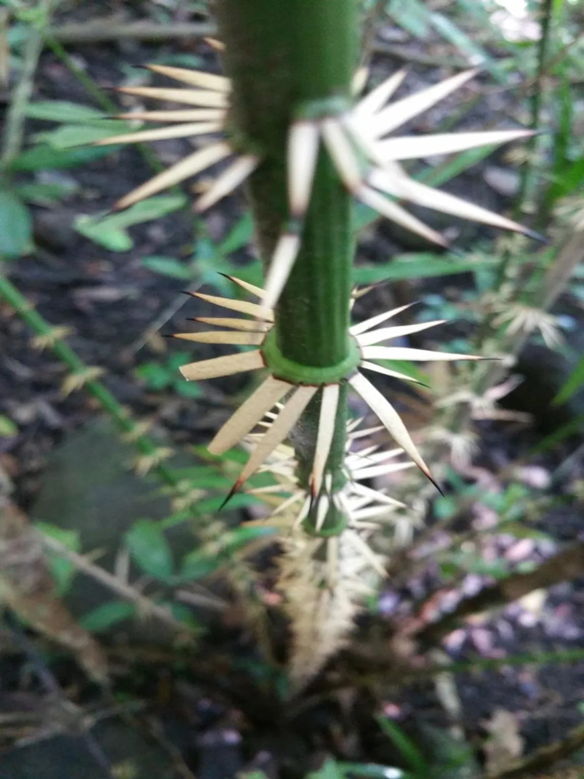 Off site in Cat Tien Jungle Lodge