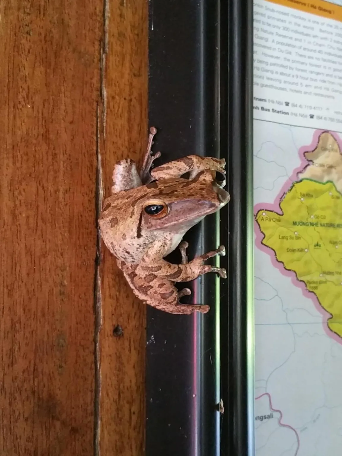 Animals in Cat Tien Jungle Lodge