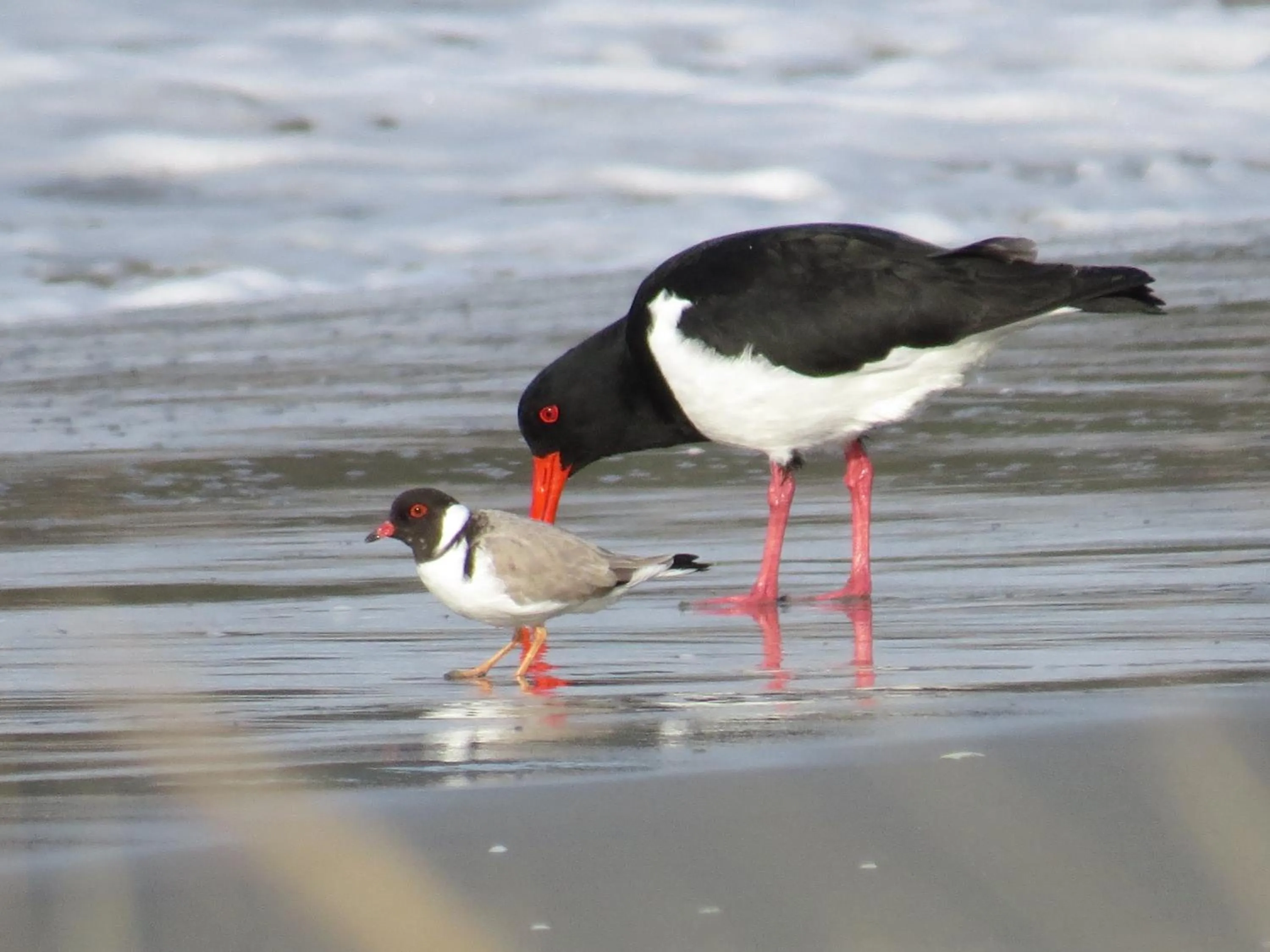 Beach in Captain Cook Holiday Park