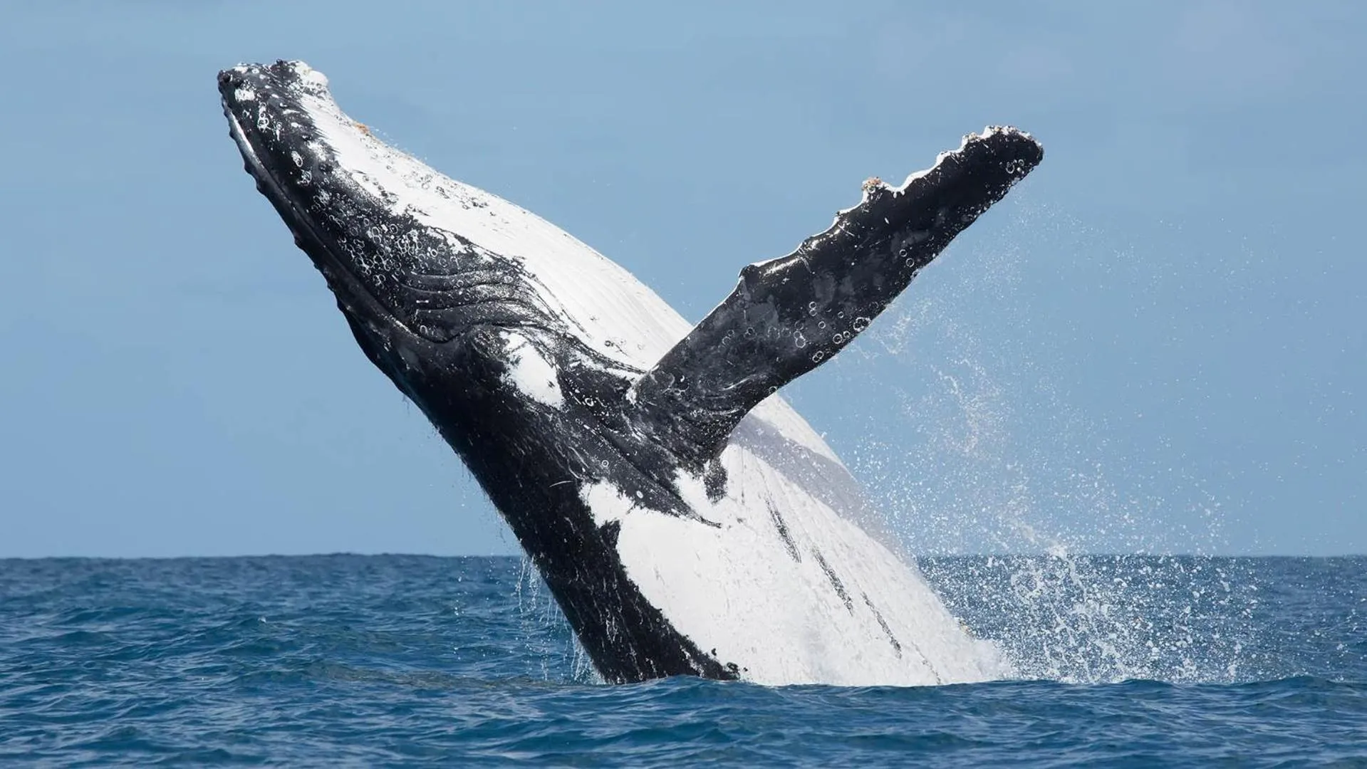 Natural landscape in Edificio Regata INN