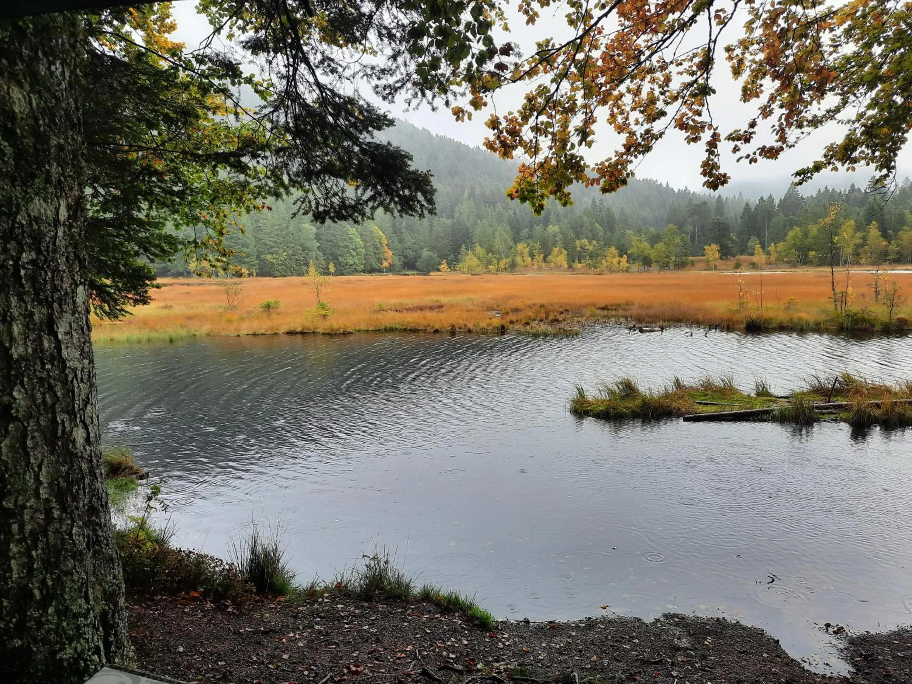 Natural landscape in Au Cœur des Lacs - Chambres d'hôtes