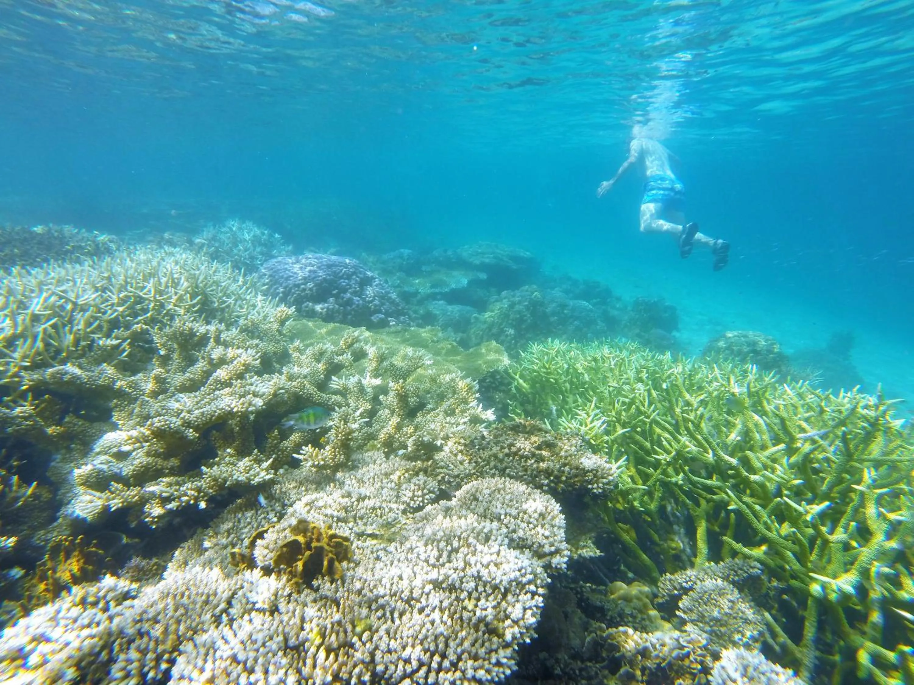 Snorkeling in Ausan Beach Front Cottages