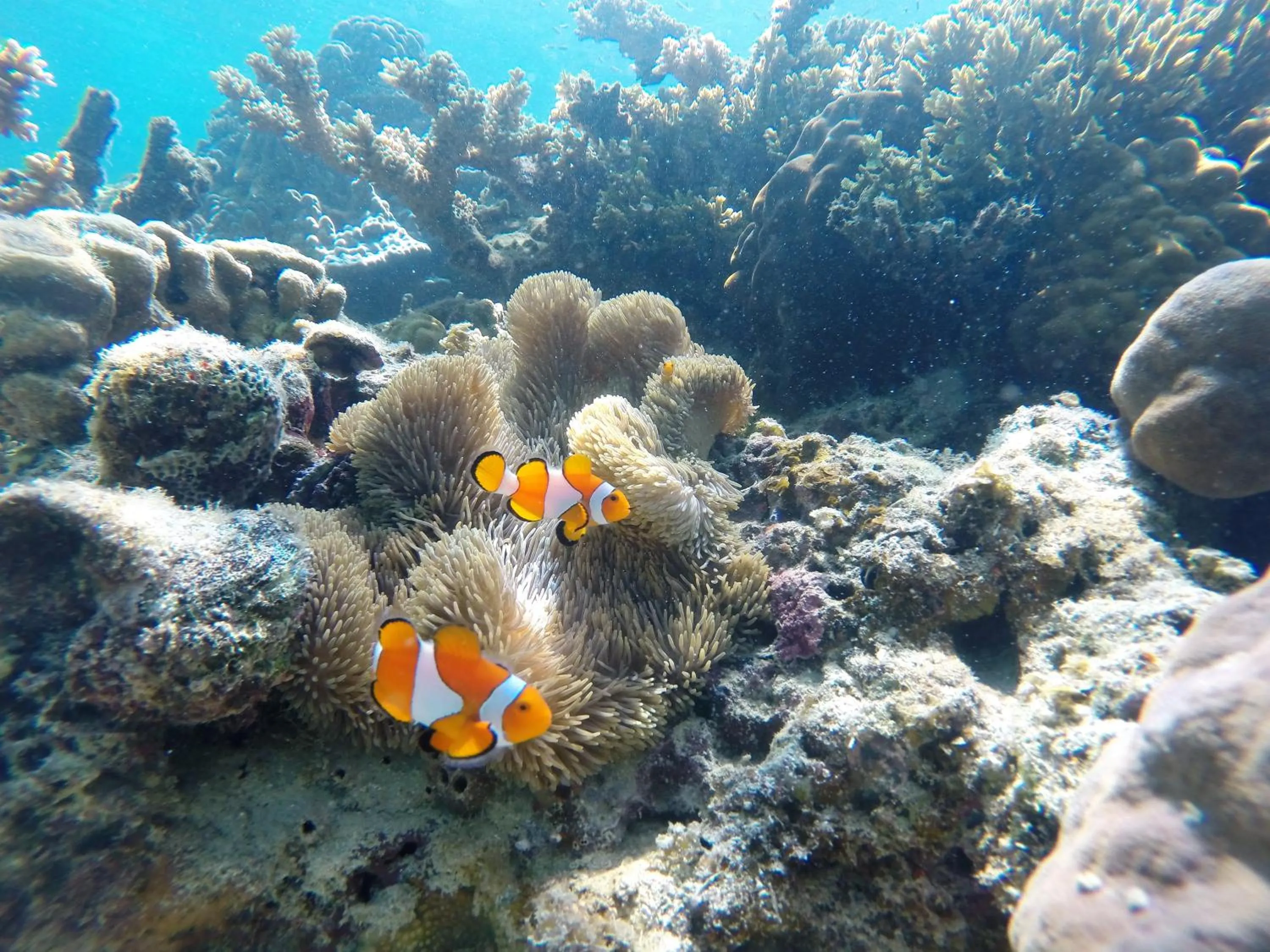Snorkeling in Ausan Beach Front Cottages