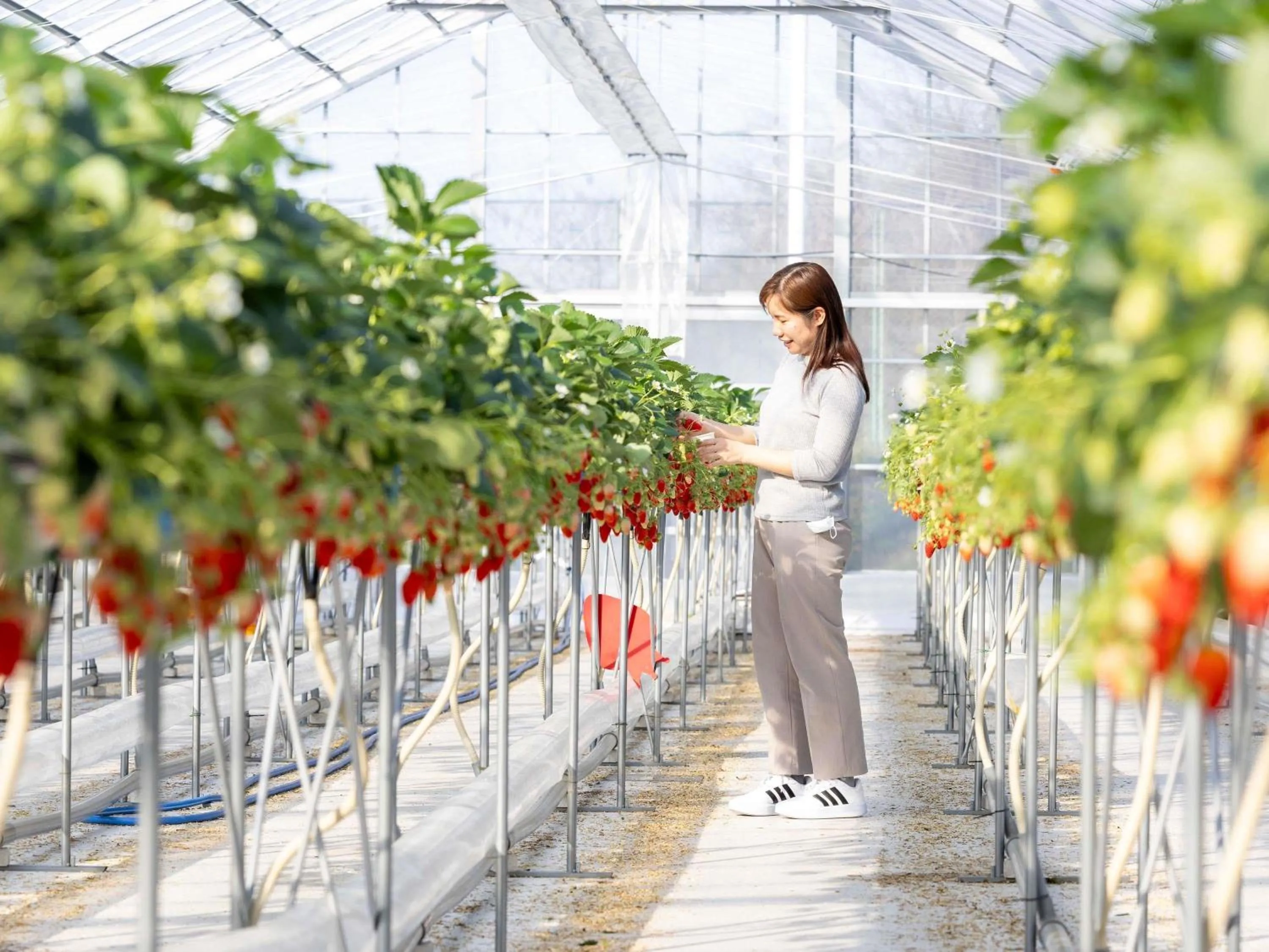 Other in Mercure Kyoto Miyazu Resort & Spa