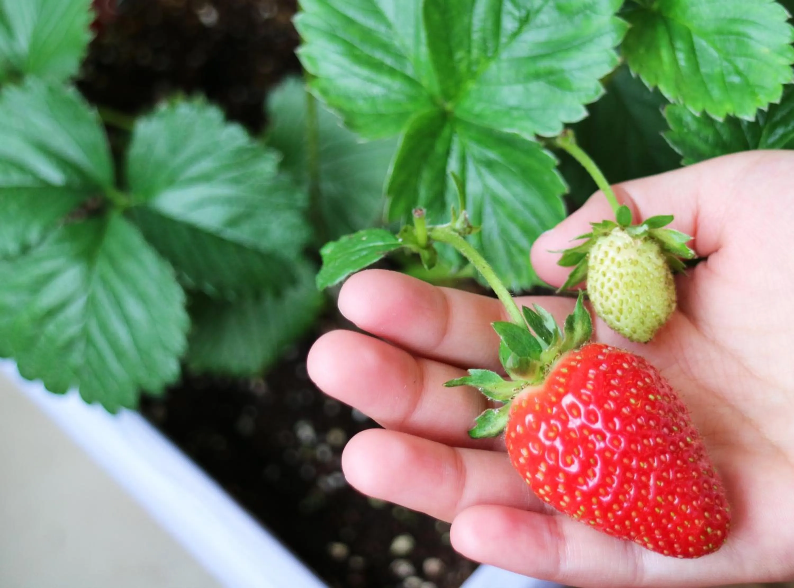 Nearby landmark in Grand Mercure Minamiboso Resort & Spa