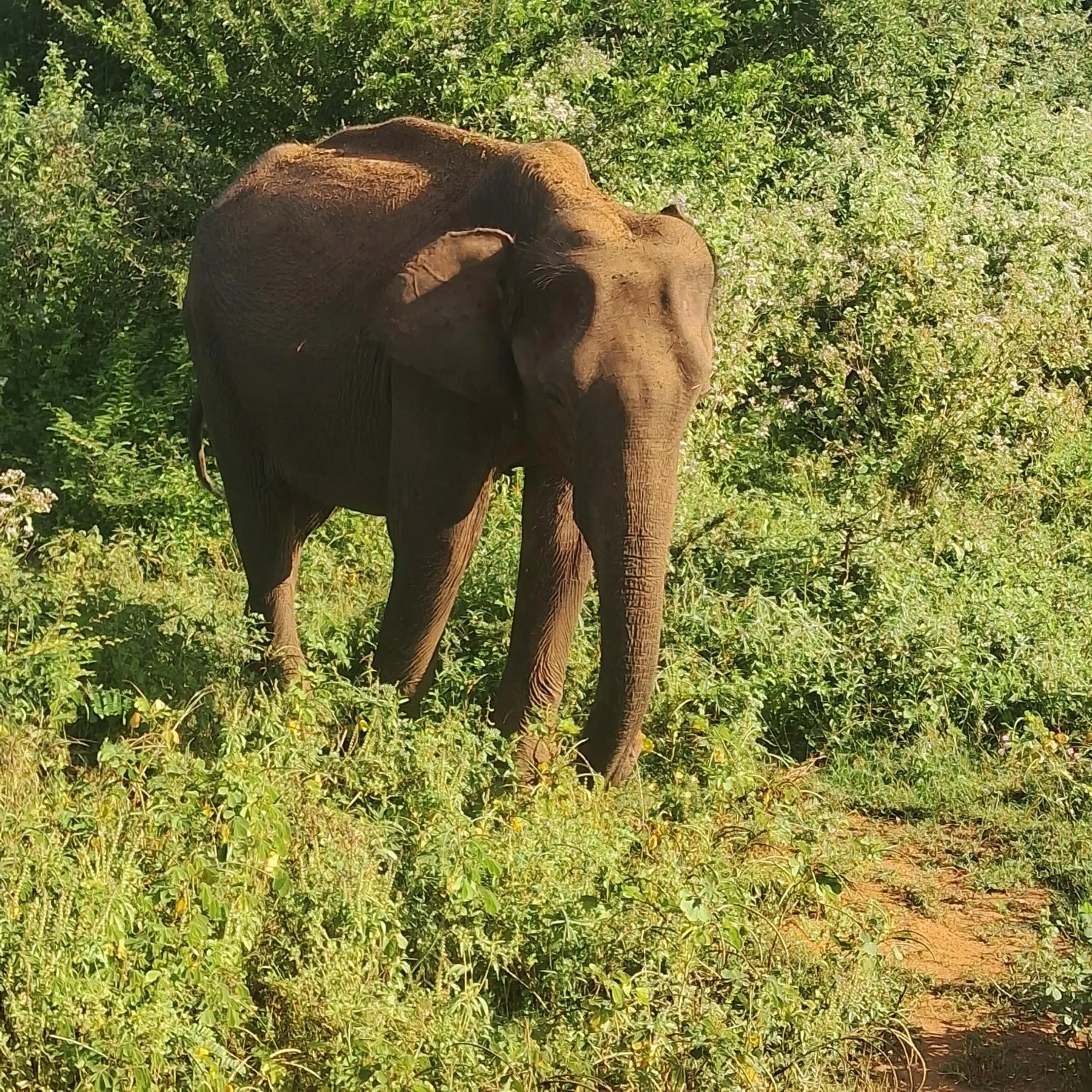 RKO Villa27 - Unawatuna