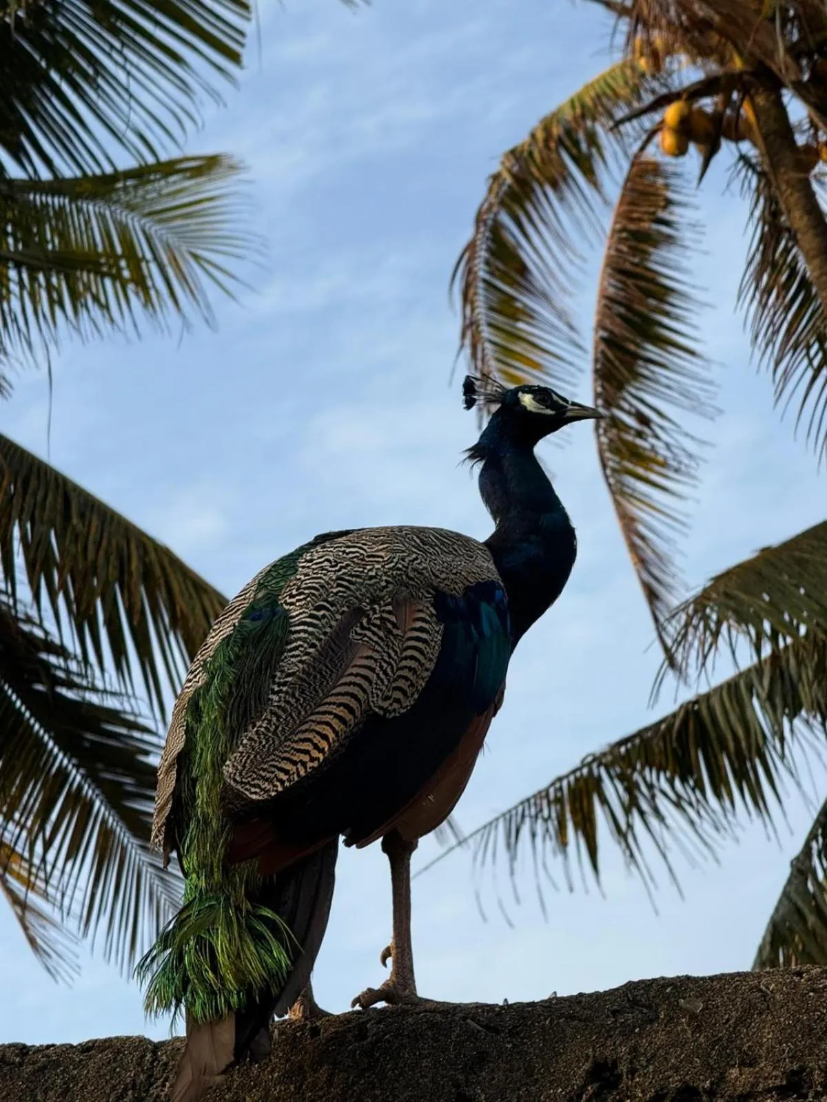 RKO Villa27 - Unawatuna