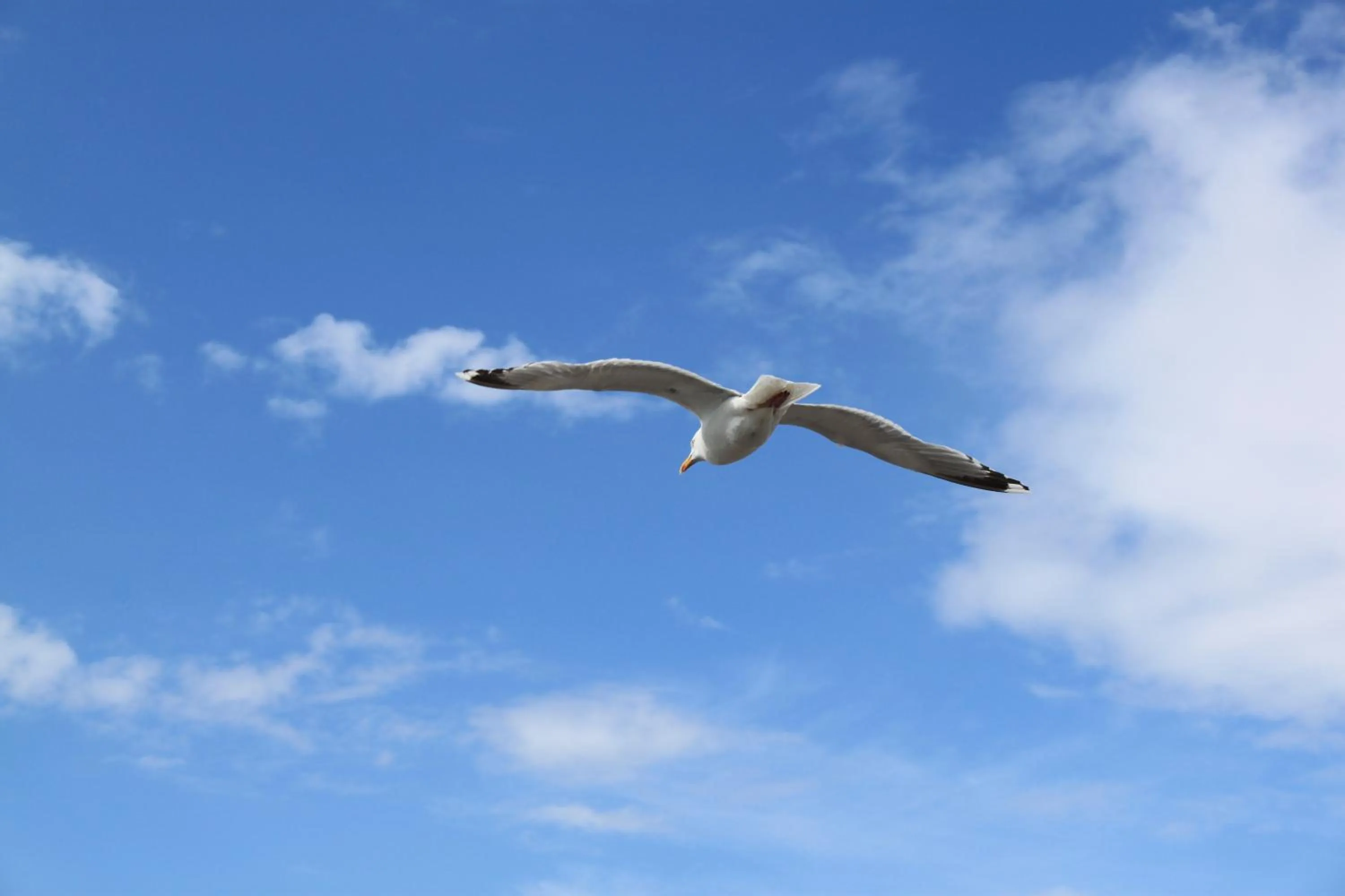 Animals in Hotel Seewind