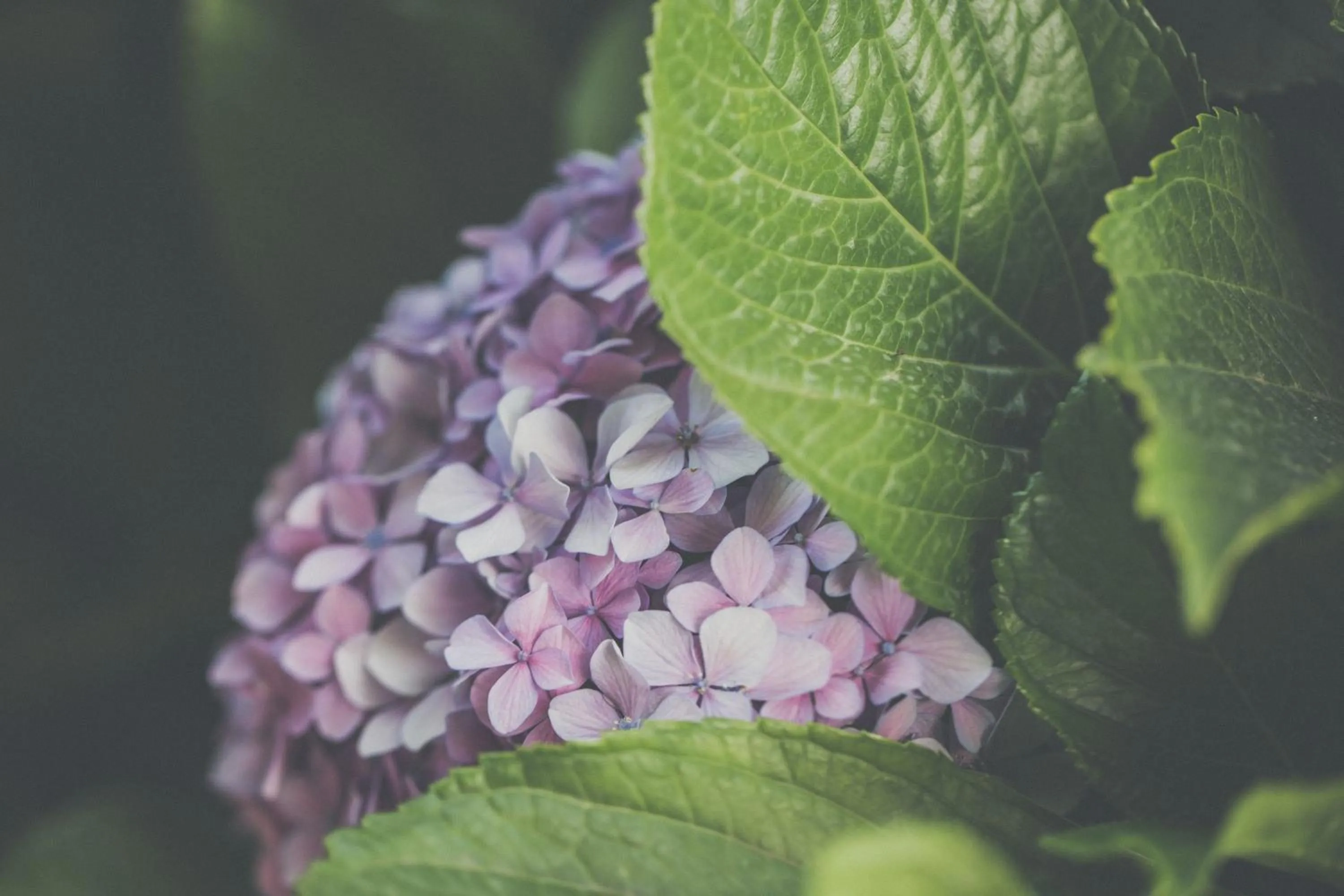 Garden view in Villa Ortensia