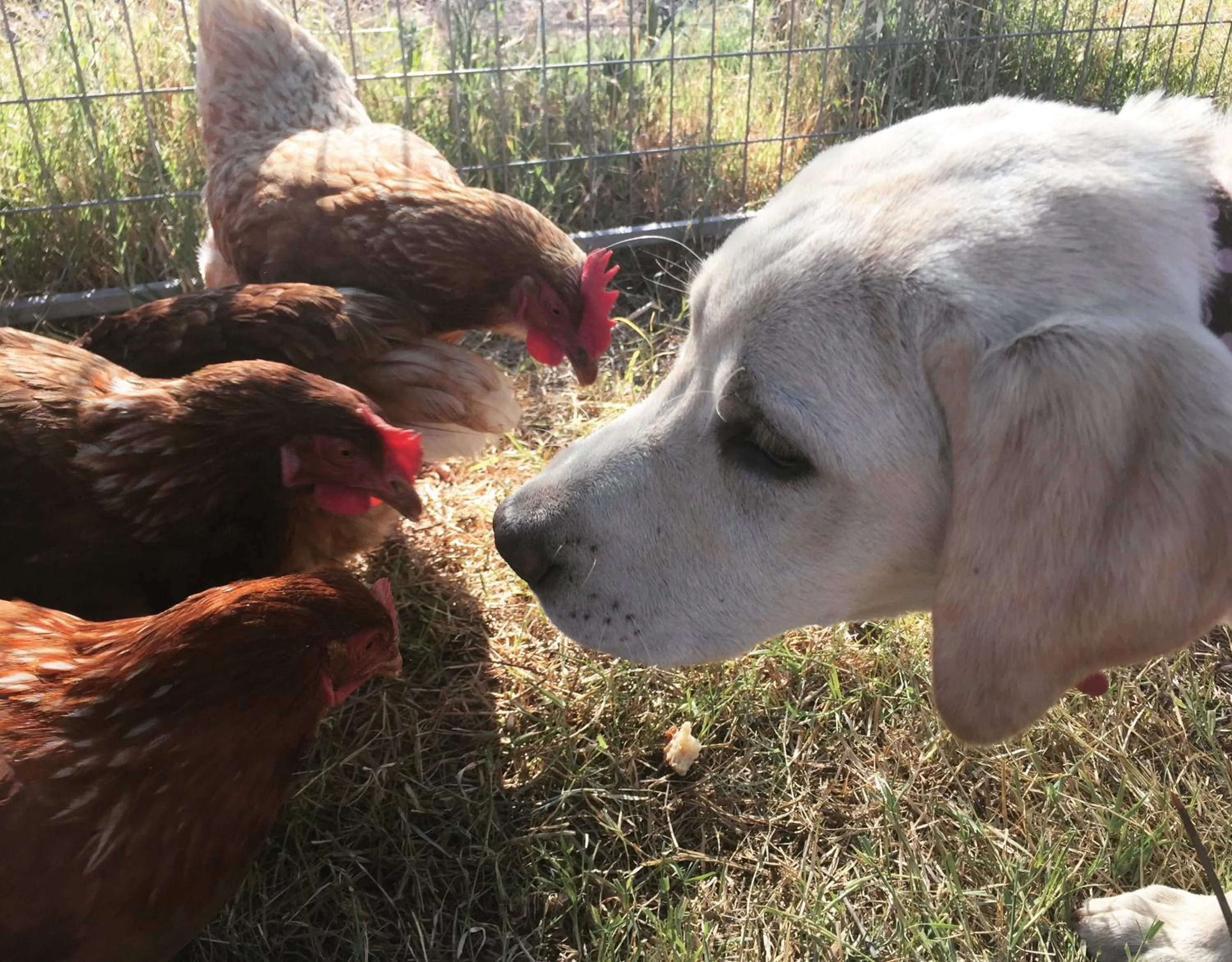 Pets in Cabecas do Reguengo