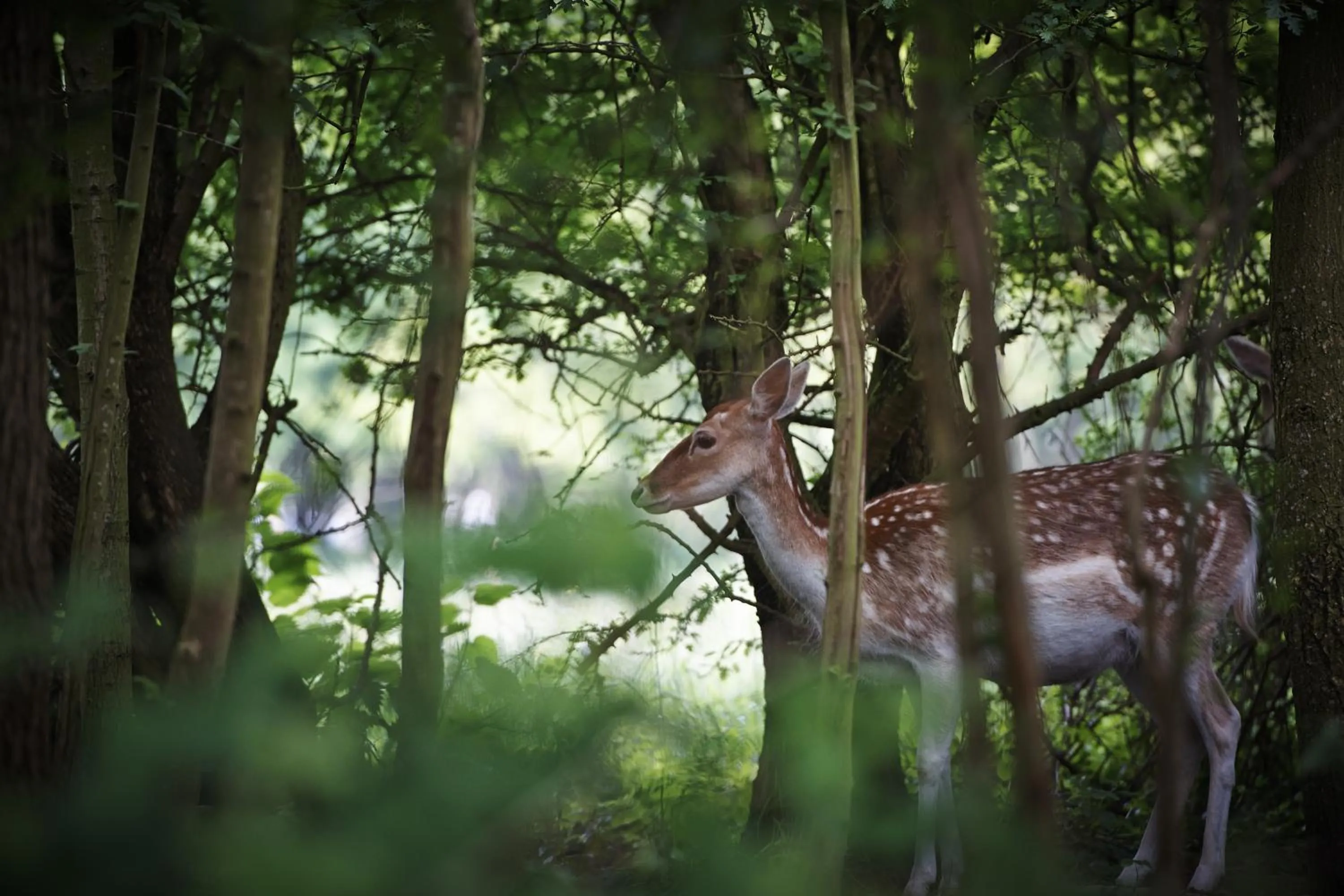 Animals in Villa Magnolia