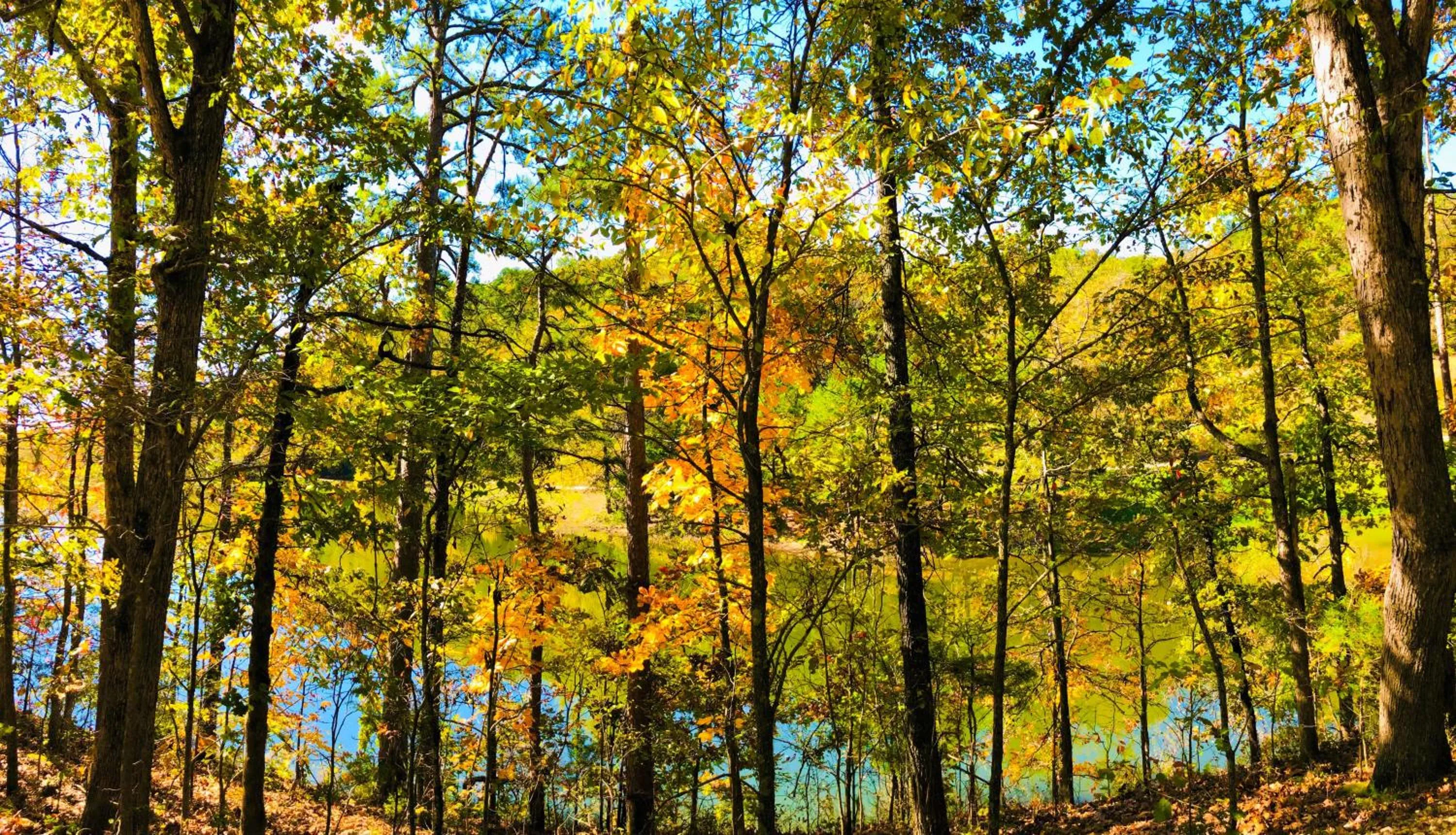View (from property/room) in Cinnamon Valley