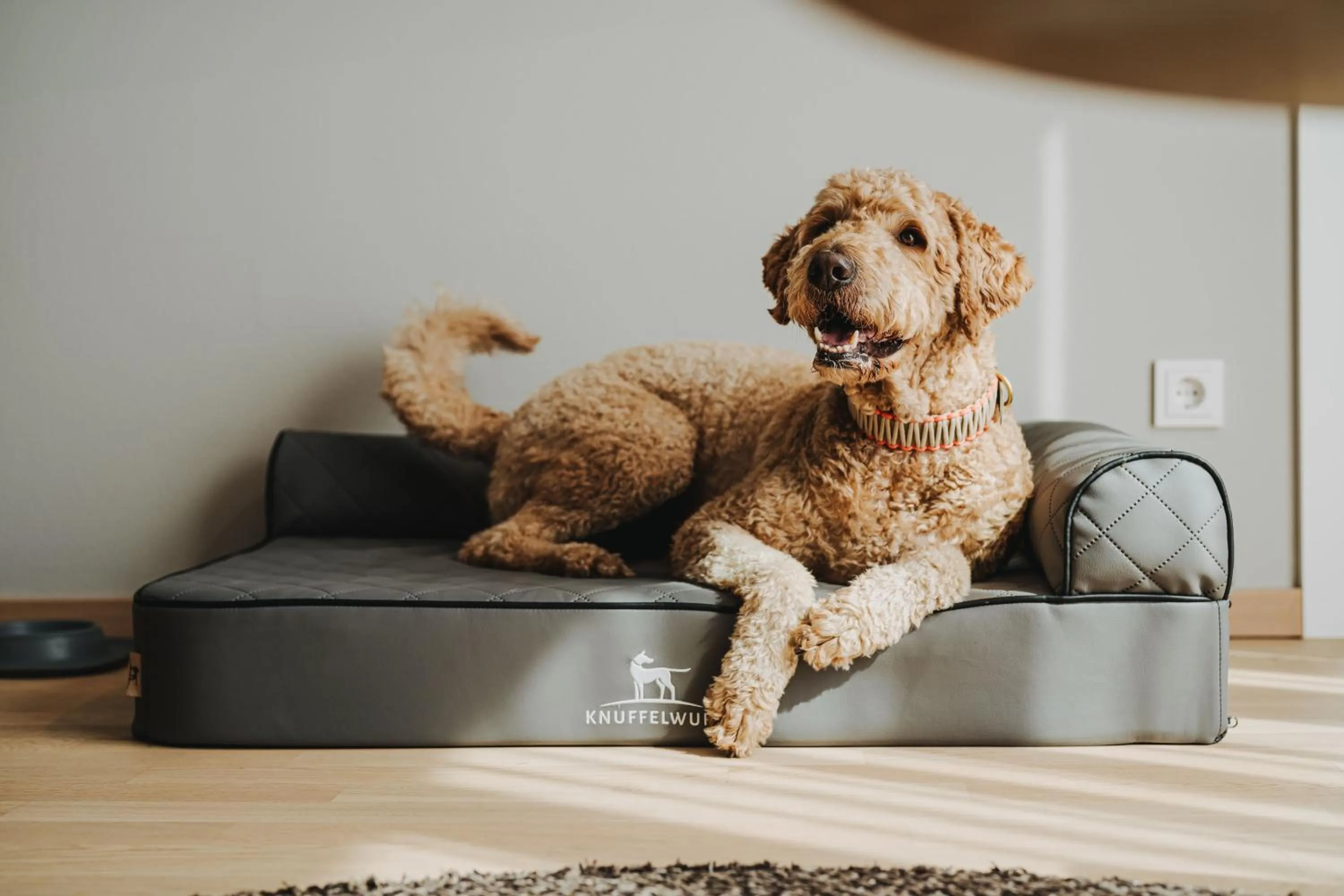 Pets in NOORD Carolinensiel