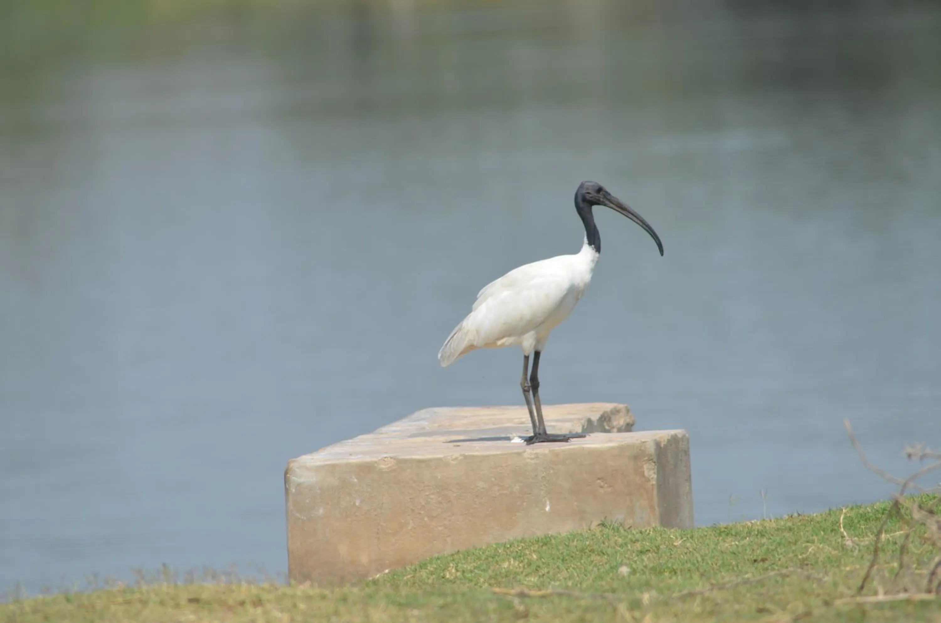 Animals in The Gaj Kesri Gir - Best Wildlife Resort in Gir