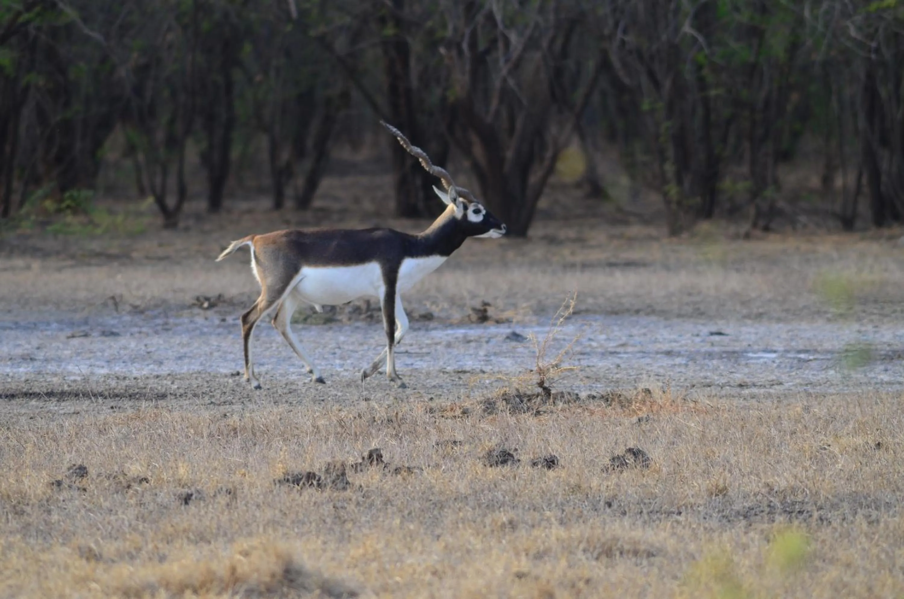 Animals in The Gaj Kesri Gir - Best Wildlife Resort in Gir