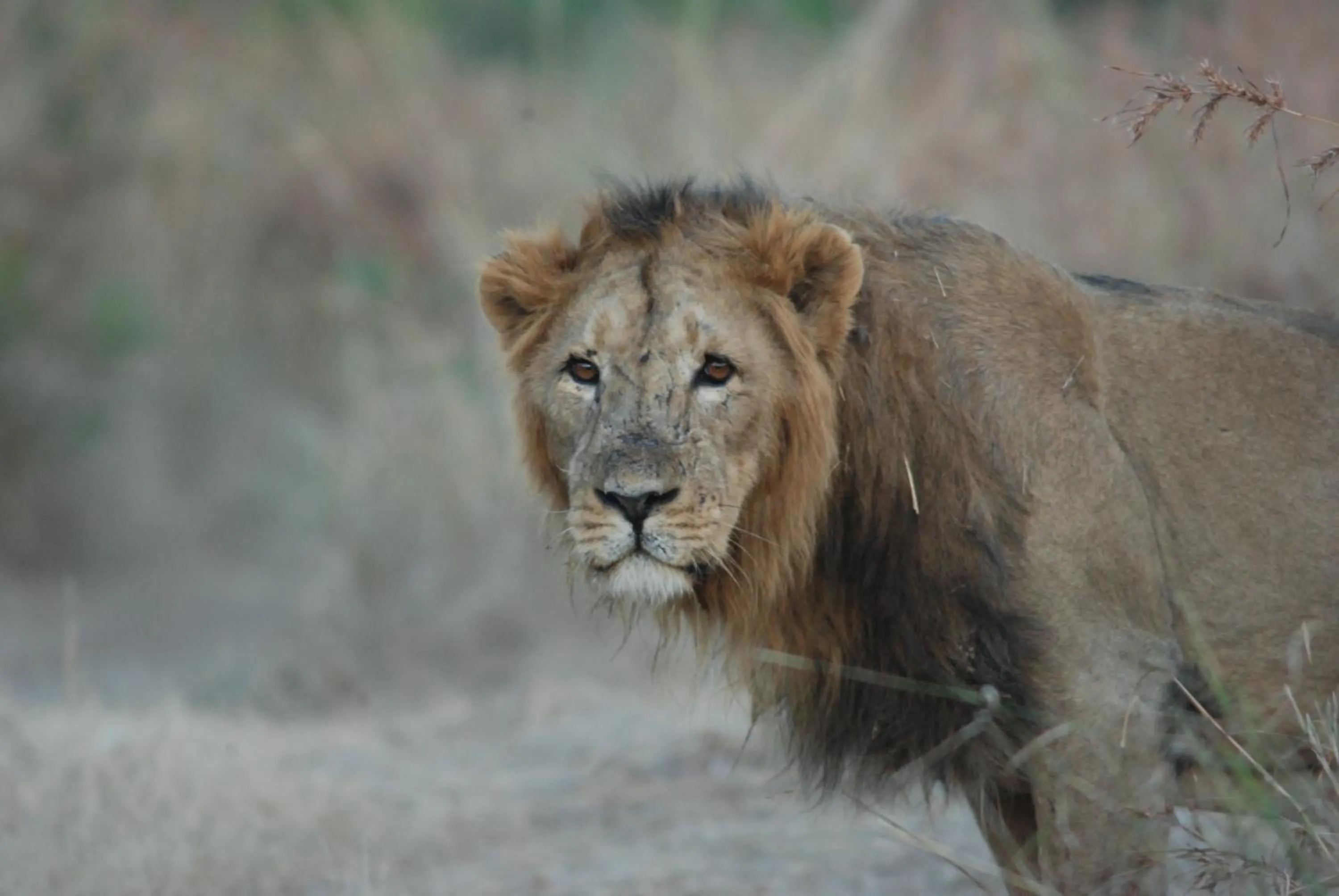 Animals in The Gaj Kesri Gir - Best Wildlife Resort in Gir