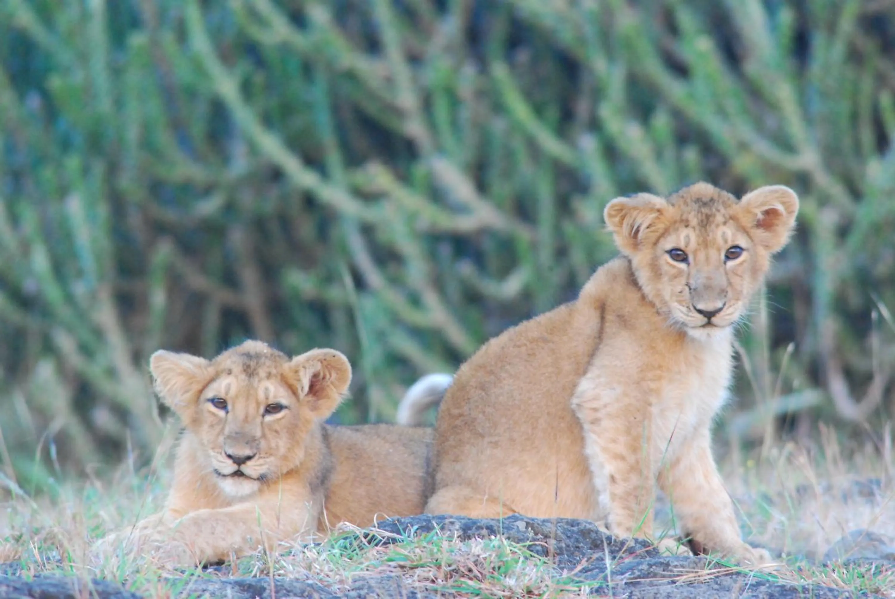 Animals in The Gaj Kesri Gir - Best Wildlife Resort in Gir