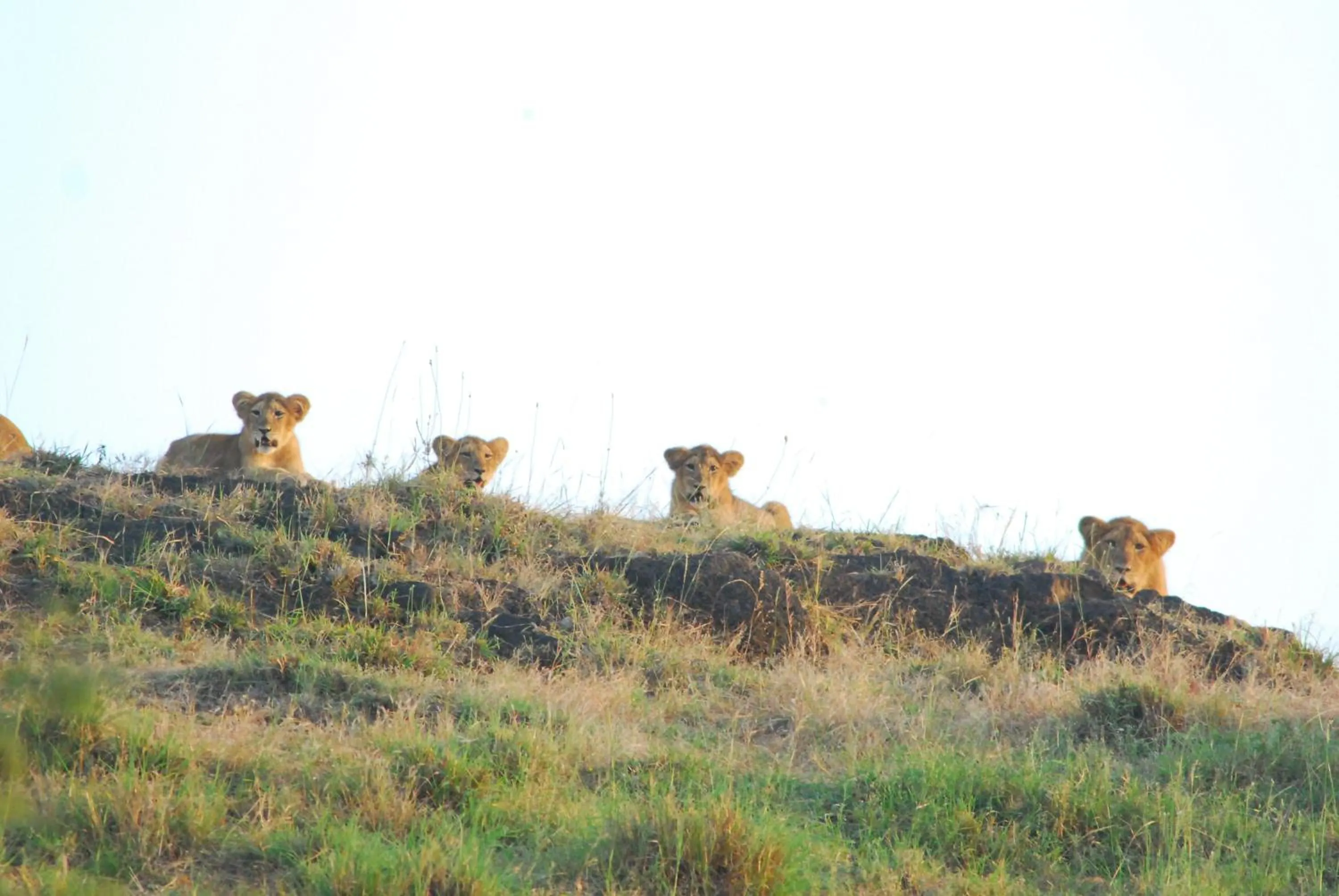 Natural landscape in The Gaj Kesri Gir - Best Wildlife Resort in Gir
