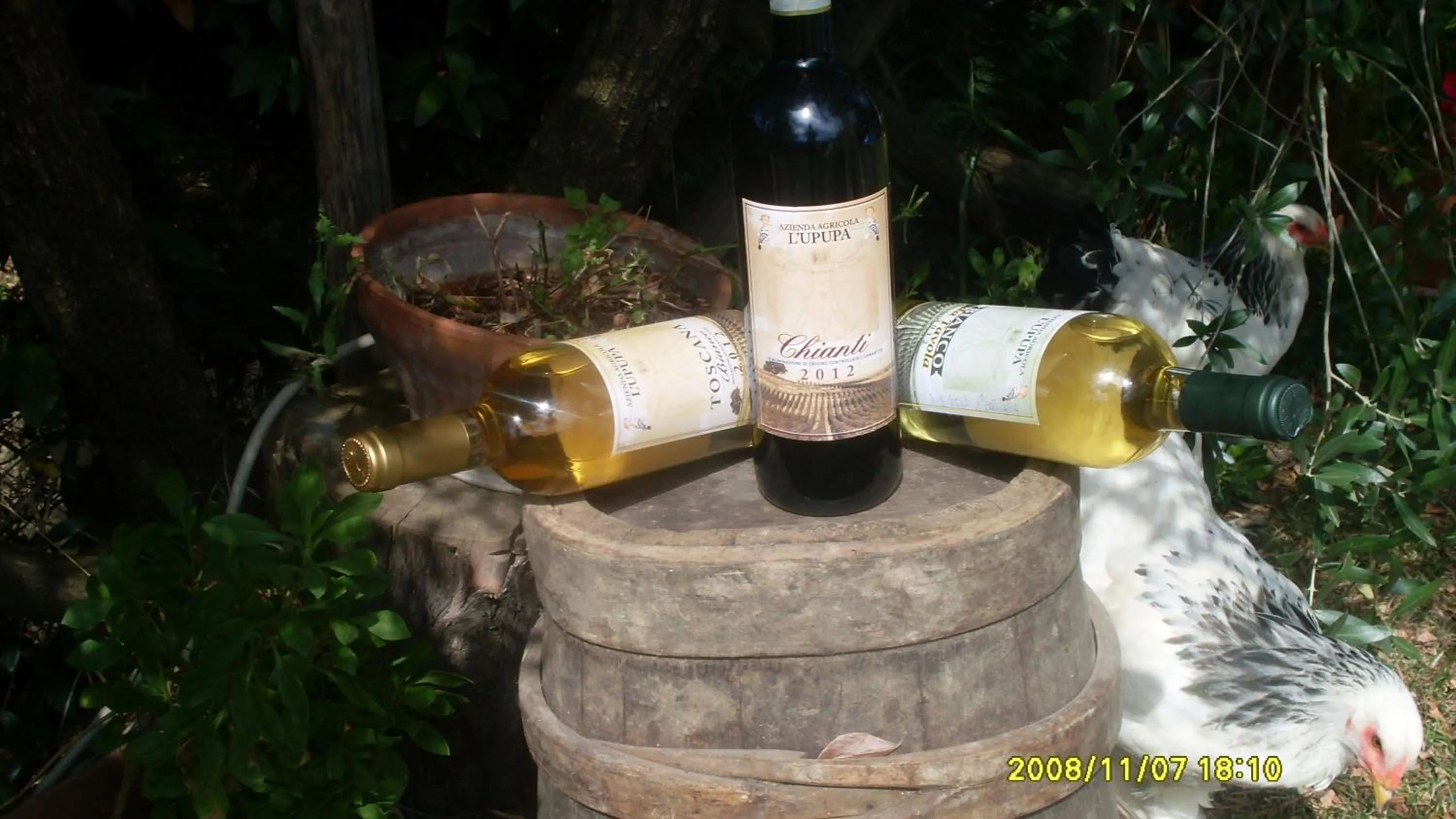 Food and drinks in Le Mimose B&B