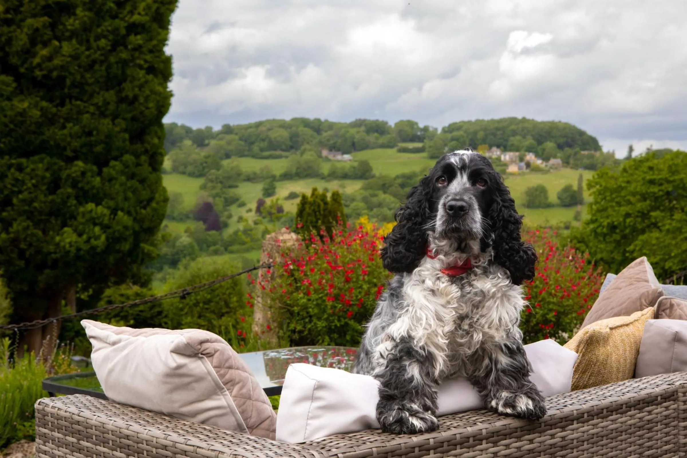 Pets in Burleigh Court Hotel