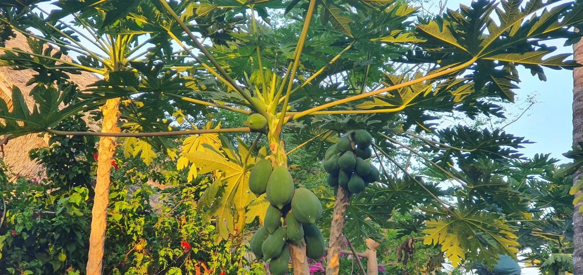 Garden in Zoi Retreat Hotel Zanzibar