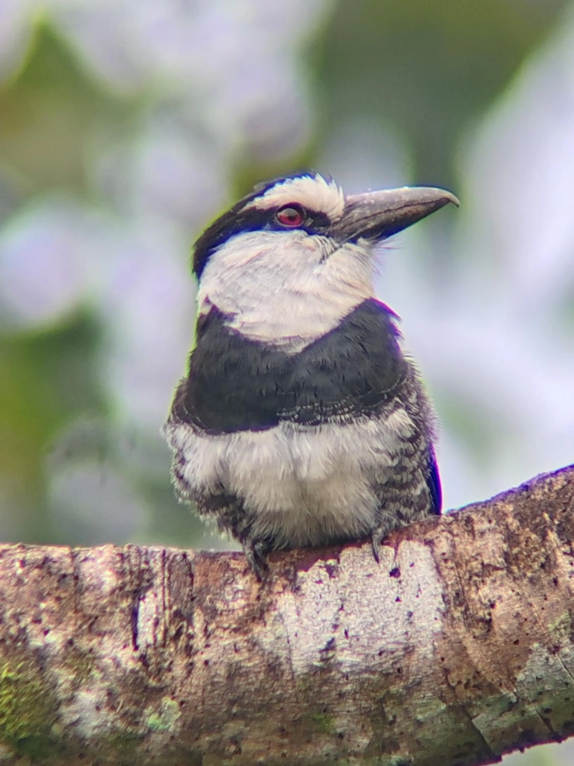 Animals in Cabinas Tropicales