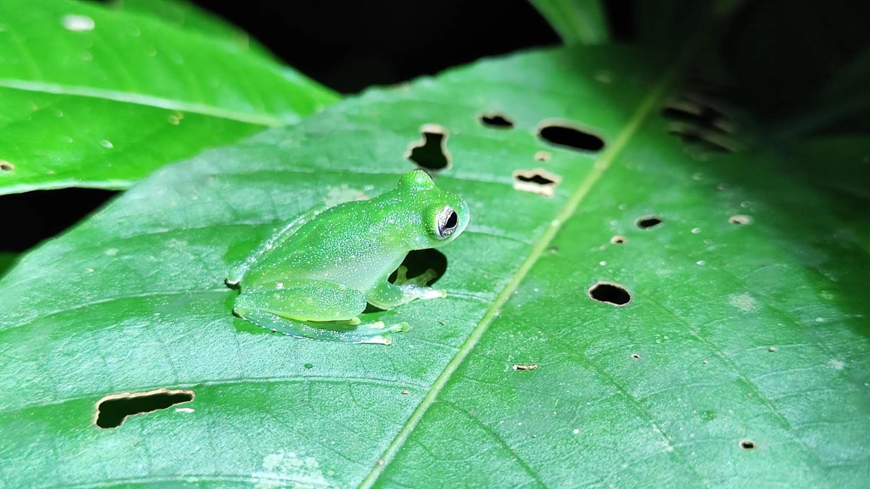 Natural landscape in Cabinas Tropicales