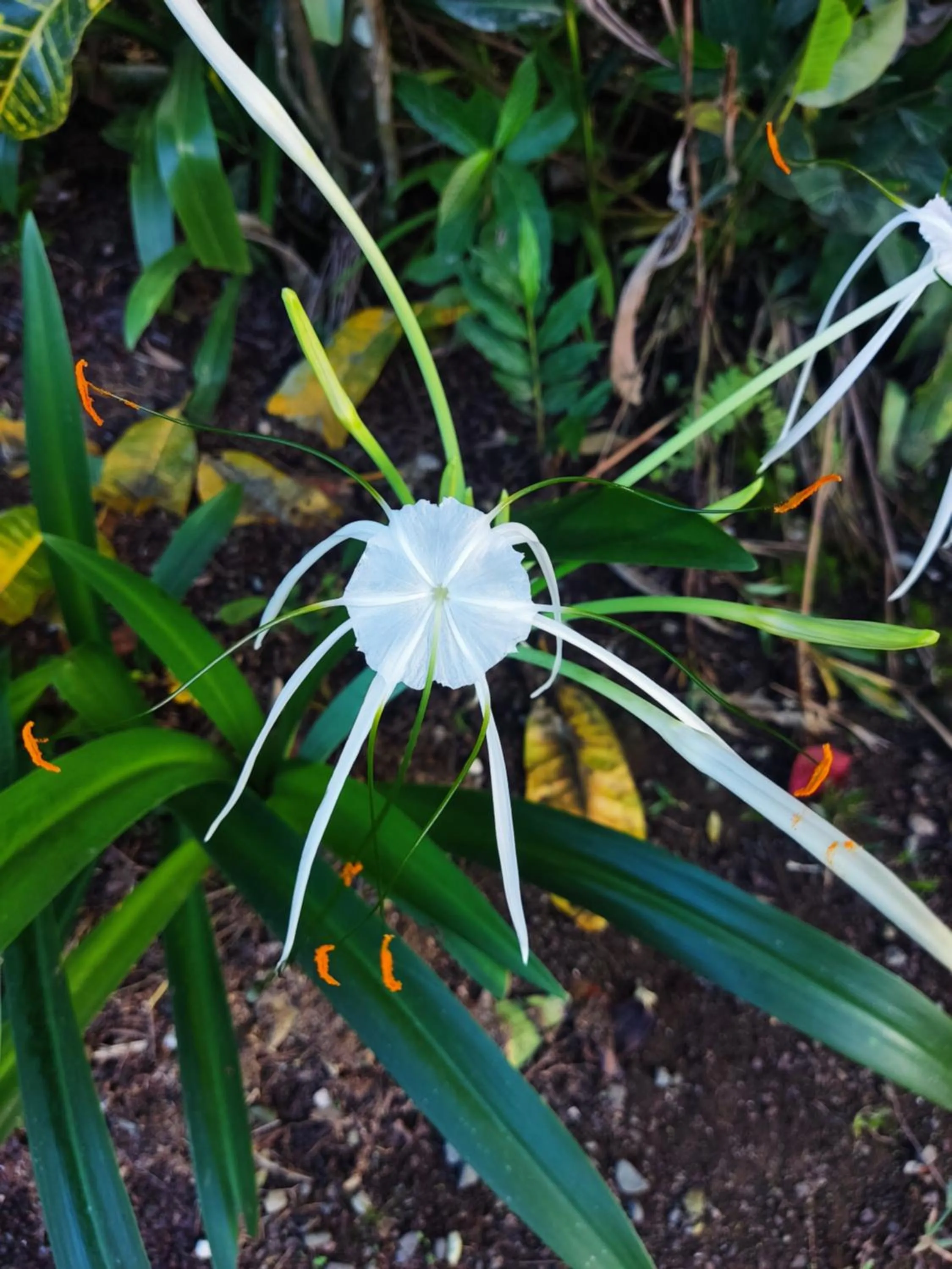 Garden in Cabinas Tropicales