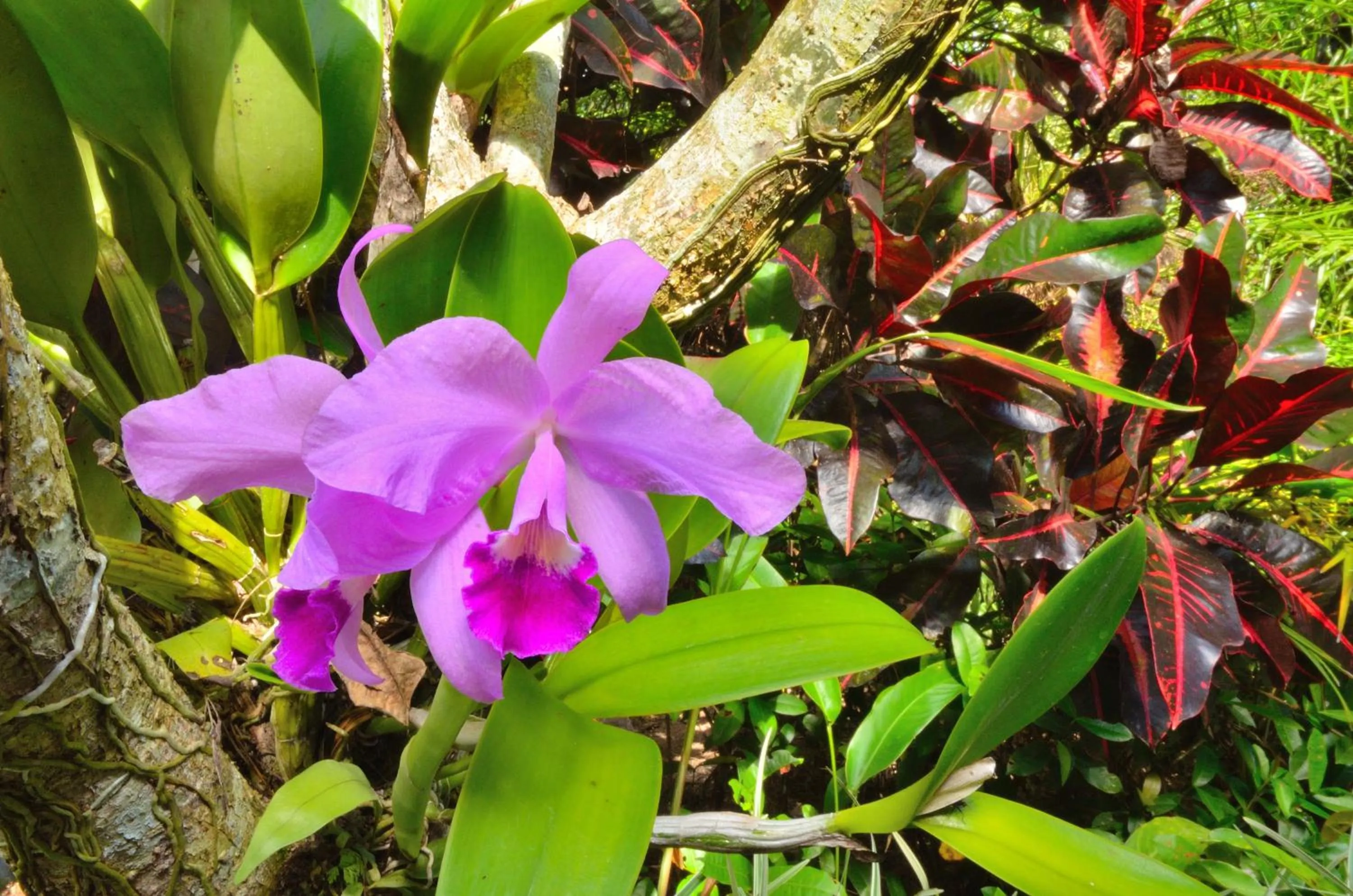 Garden in Jendela Di Bali Villa