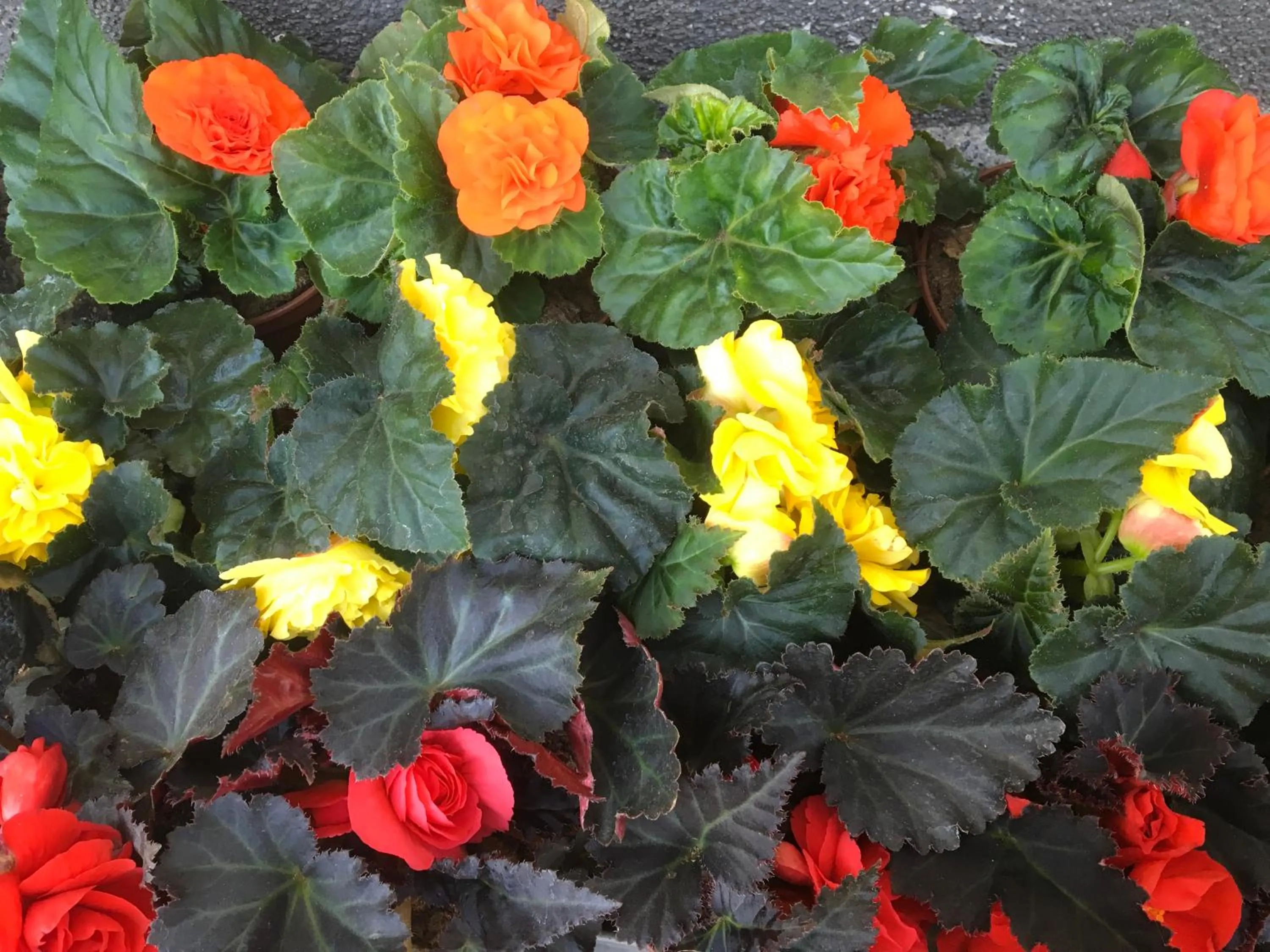 Garden in Aida POKOJE GOŚCINNE GDAŃSK - ROOMS & FREE PARKING