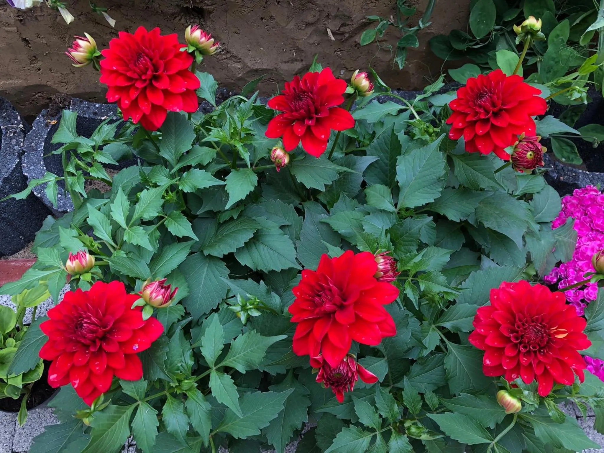 BBQ facilities in Aida POKOJE GOŚCINNE GDAŃSK - ROOMS & FREE PARKING