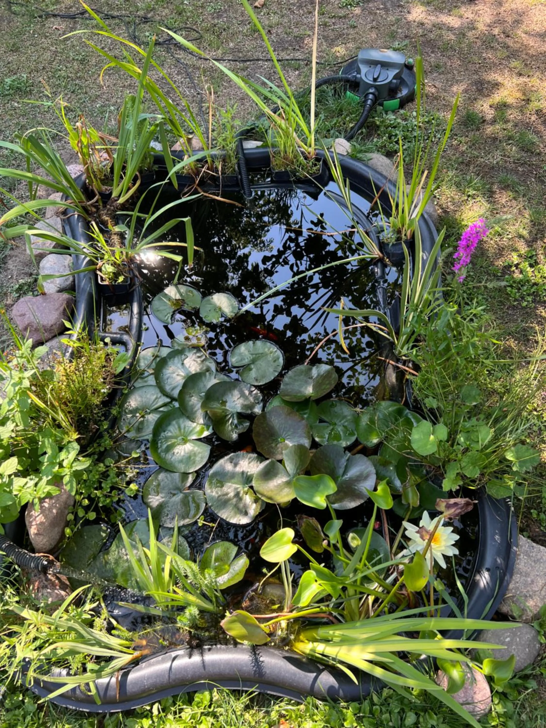 Garden in Aida POKOJE GOŚCINNE GDAŃSK - ROOMS & FREE PARKING