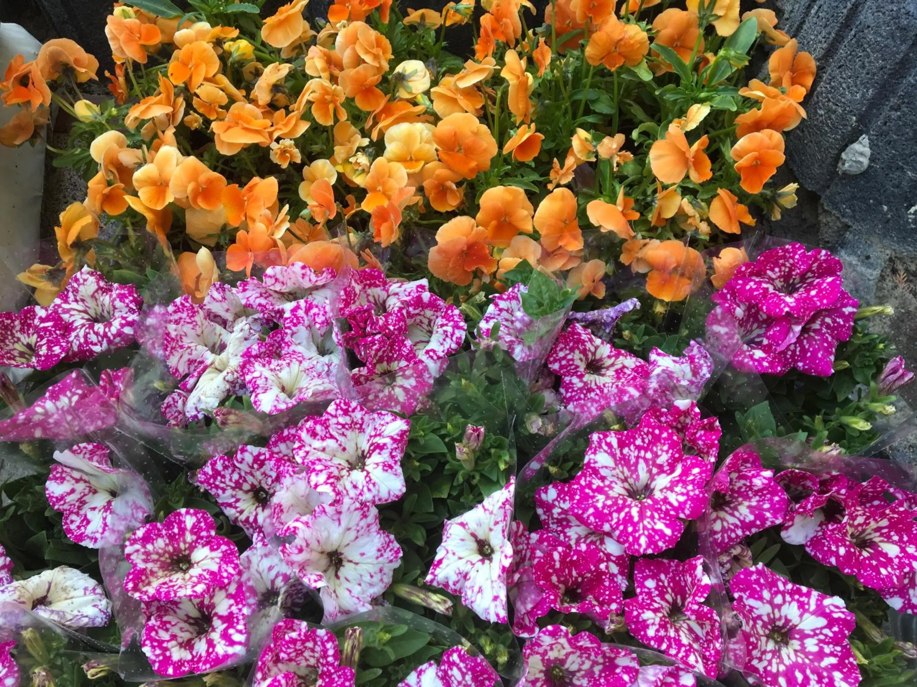 Garden in Aida POKOJE GOŚCINNE GDAŃSK - ROOMS & FREE PARKING