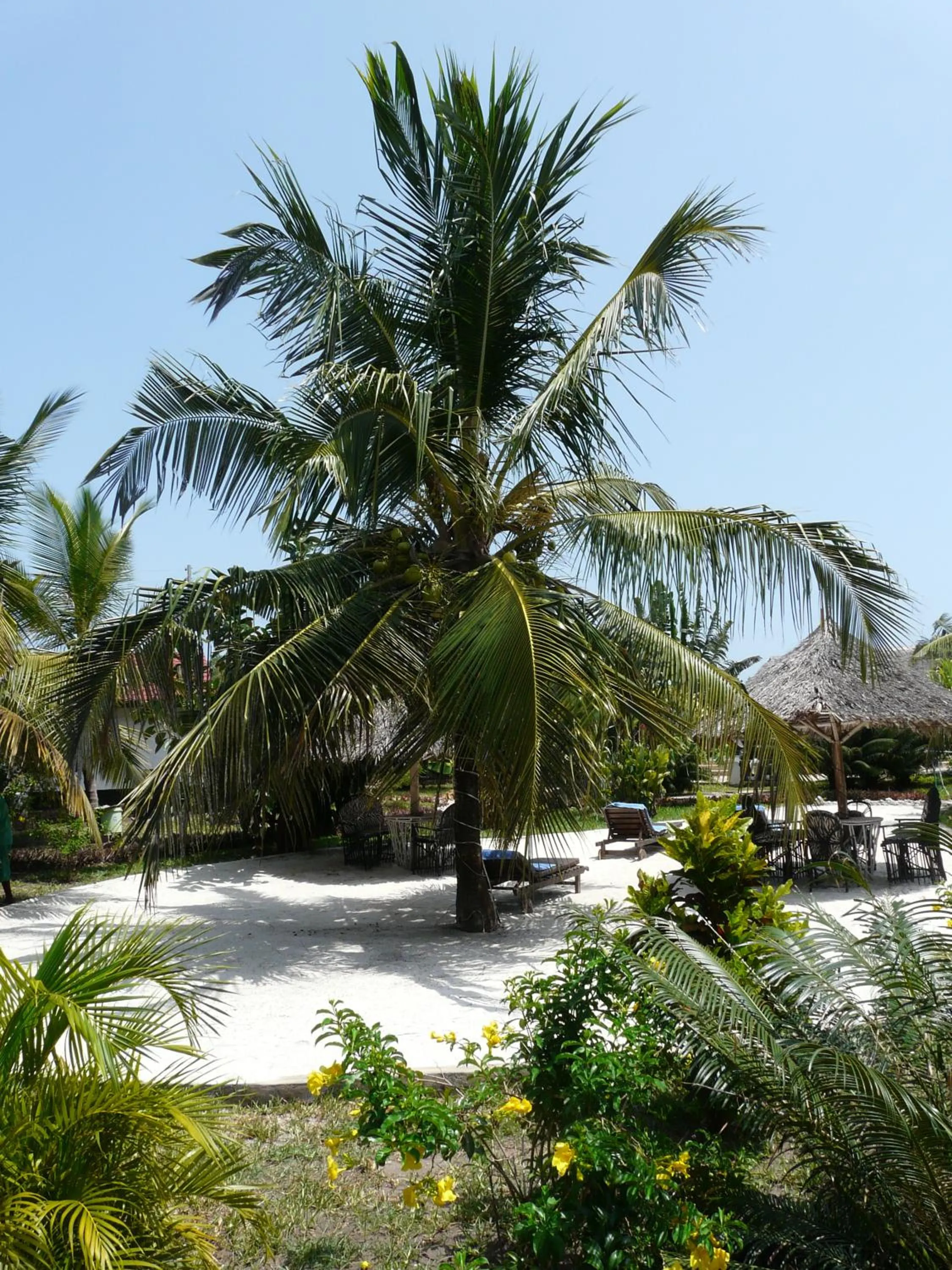 Garden in African Dream Cottages - Diani Beach