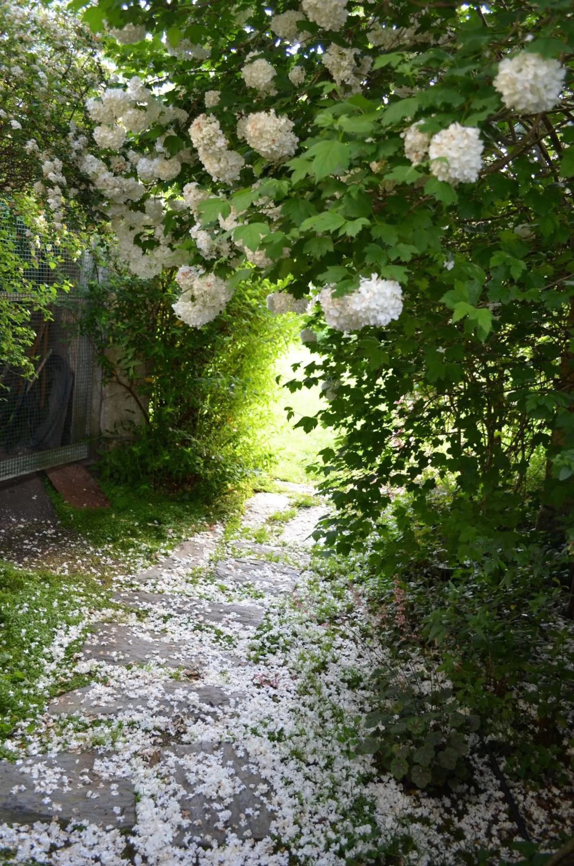 Garden in Le Jardin Secret