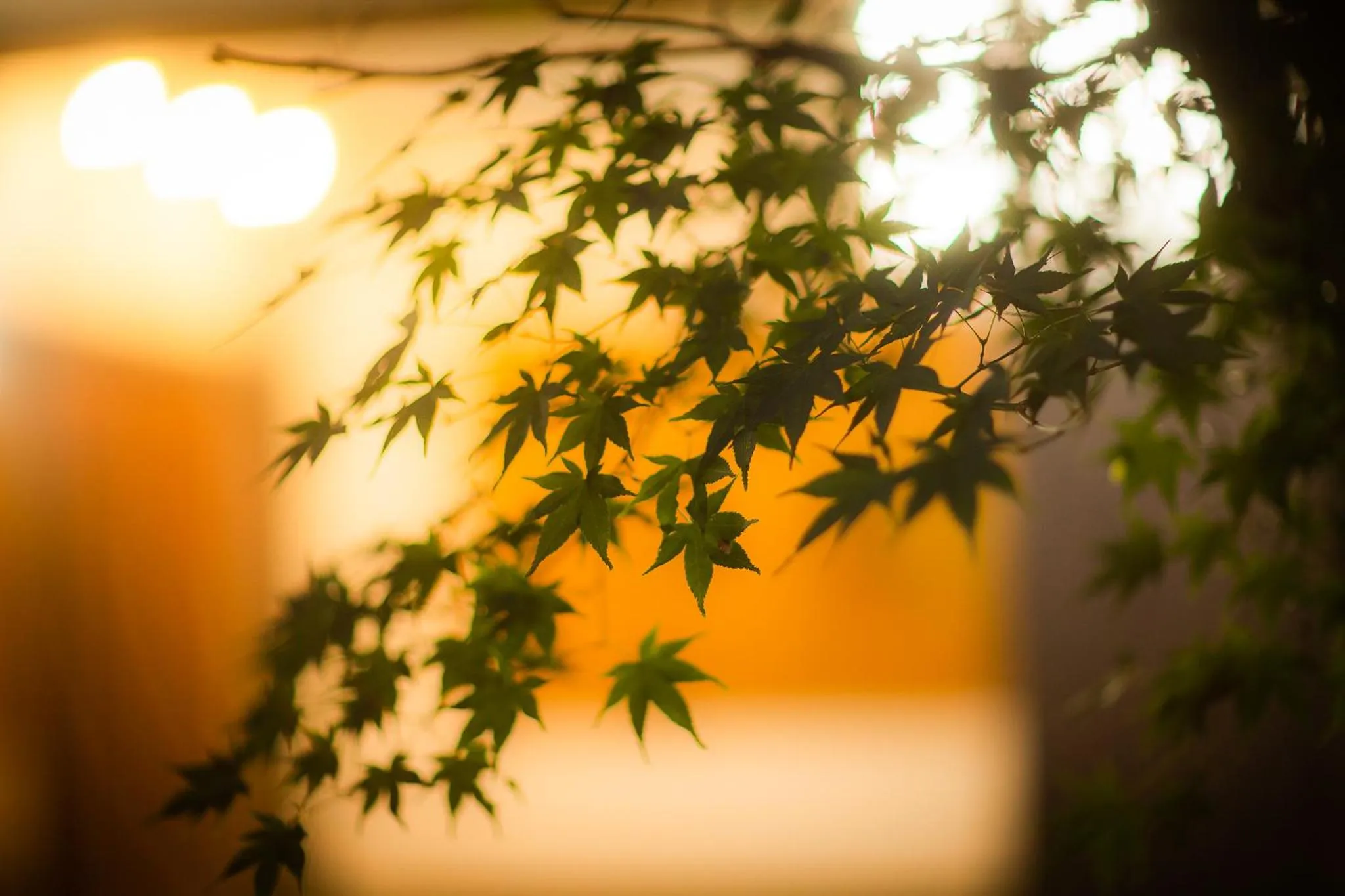 Natural landscape in Ryoutei Ryokan Yasui