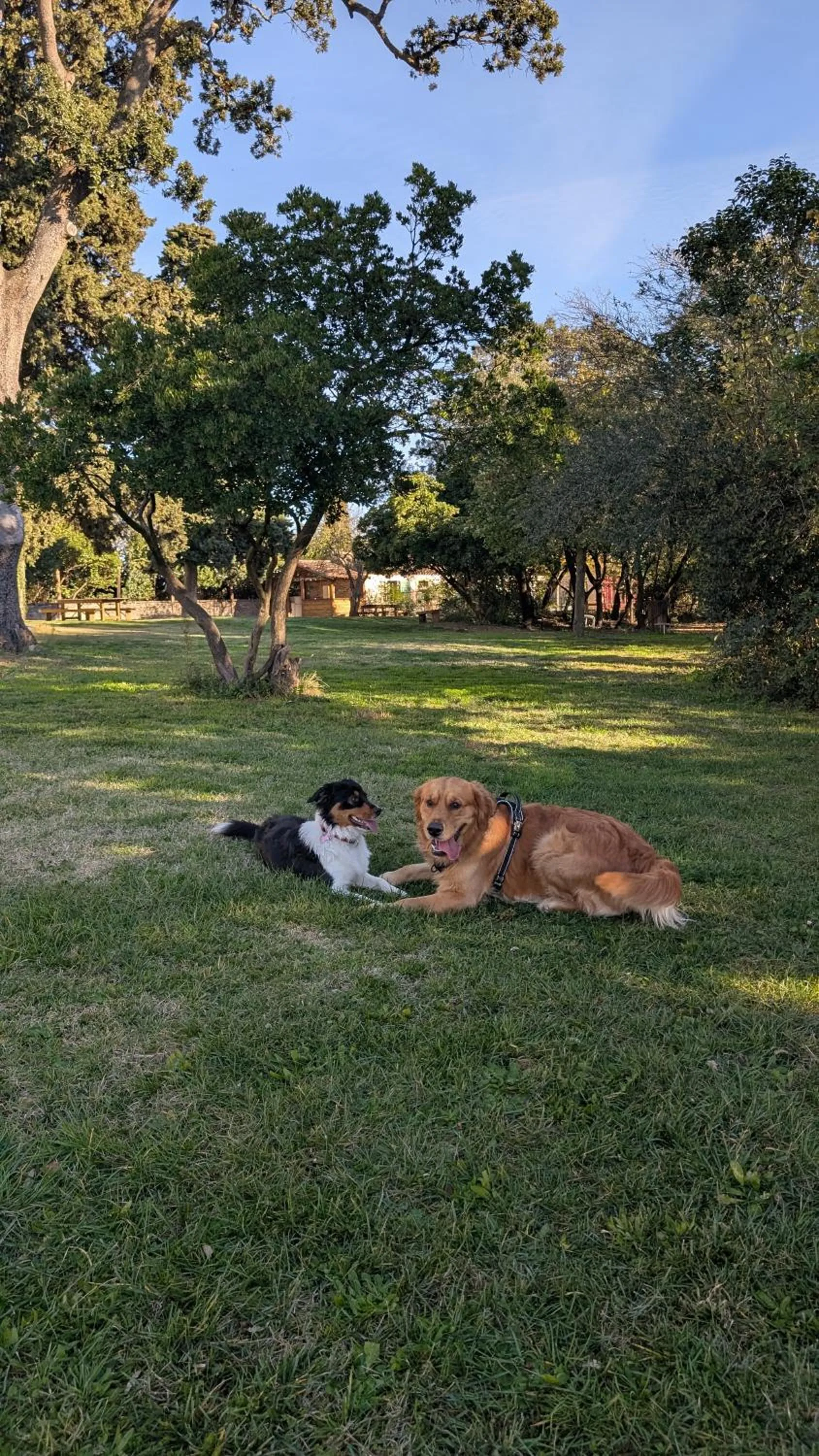 pet friendly in Les Cabanes Dans Les Bois Logis Hôtel