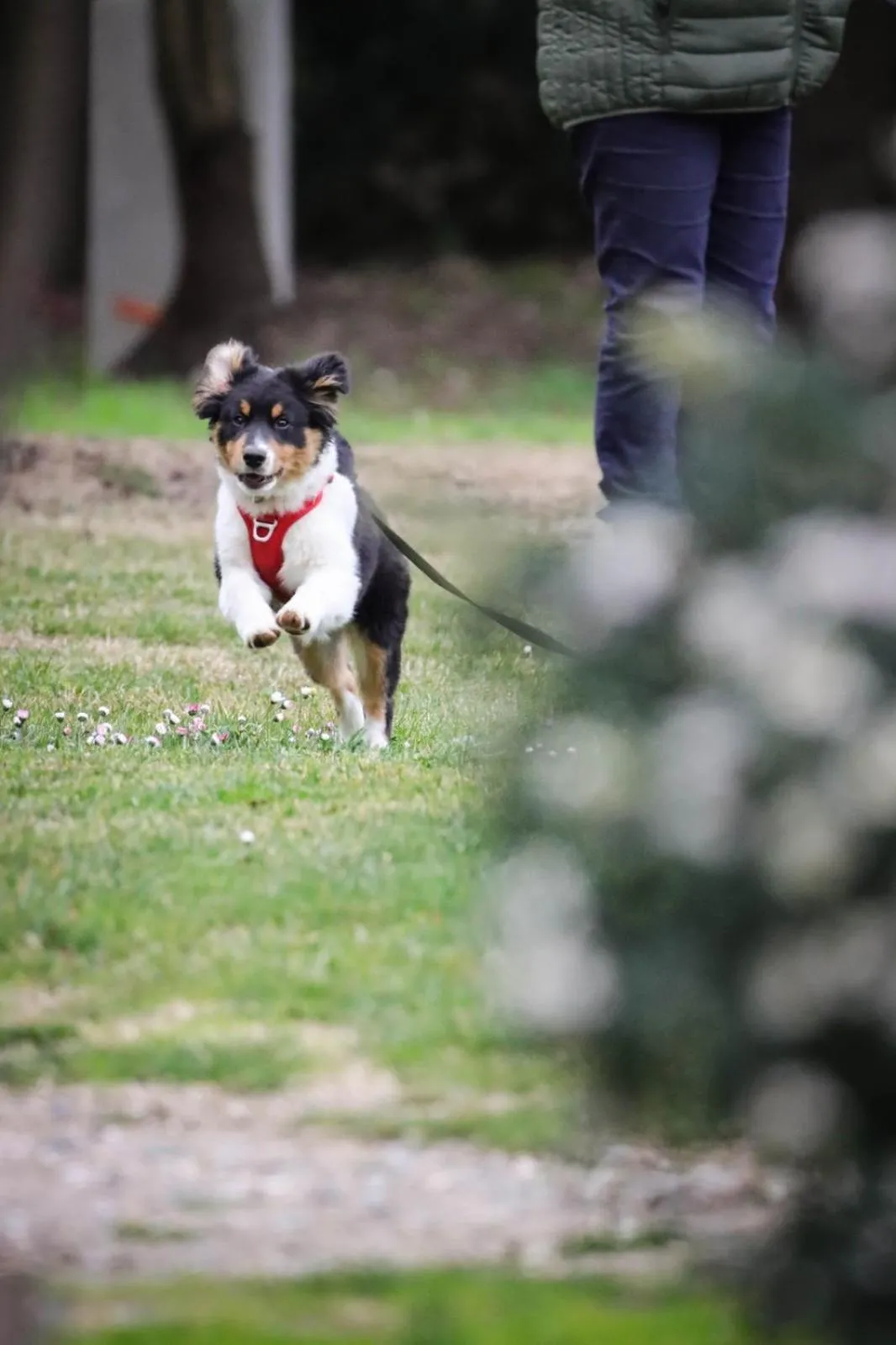 Pets in Les Cabanes Dans Les Bois Logis Hôtel